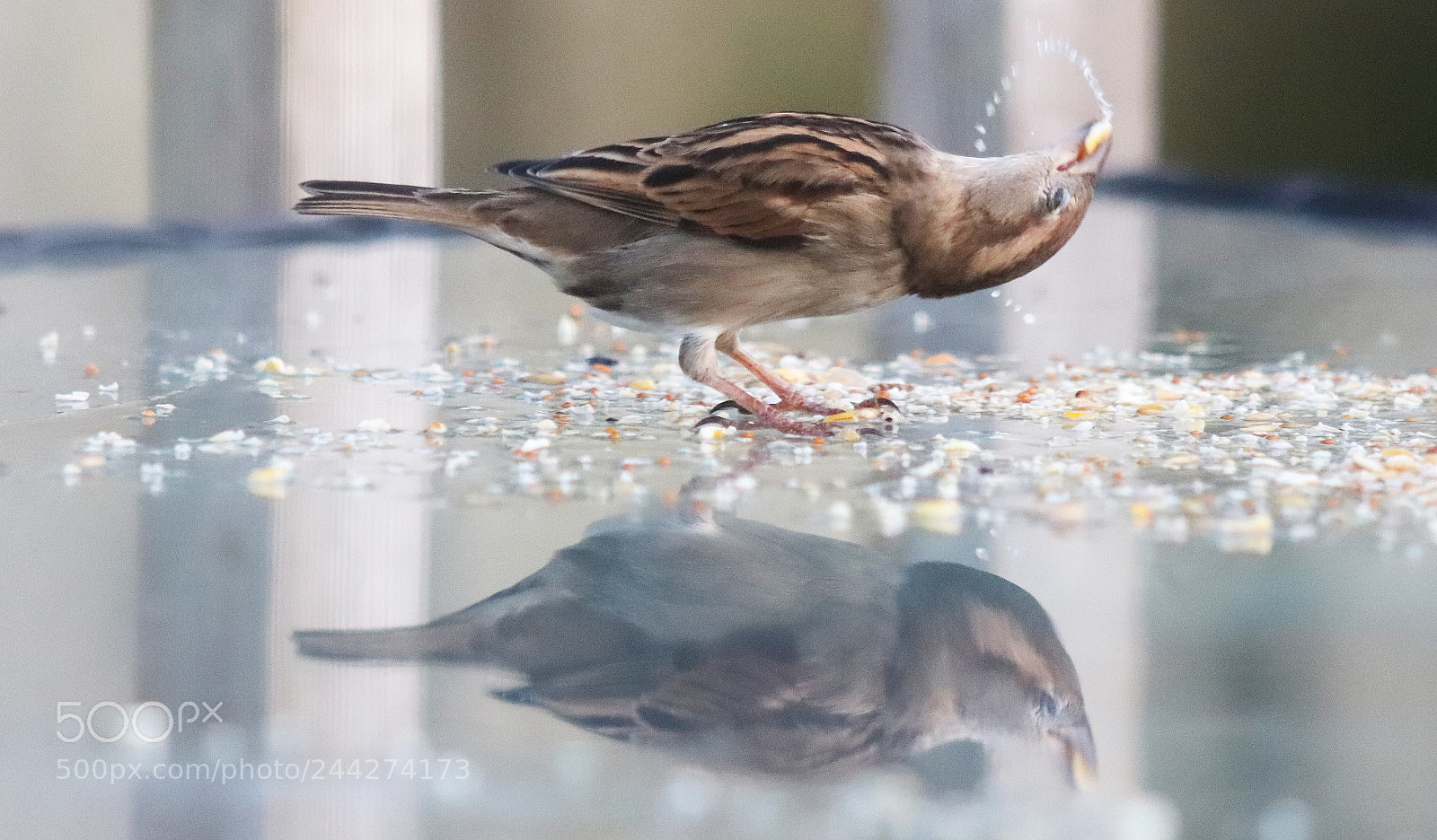 Canon EOS 77D (EOS 9000D / EOS 770D) sample photo. Sparrow photography