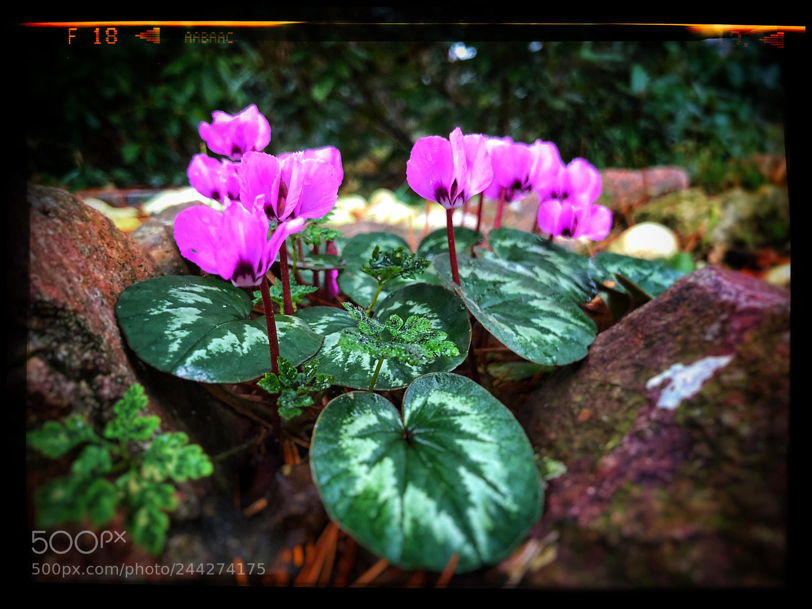 Apple iPhone X sample photo. Blooming january - cyclamen photography