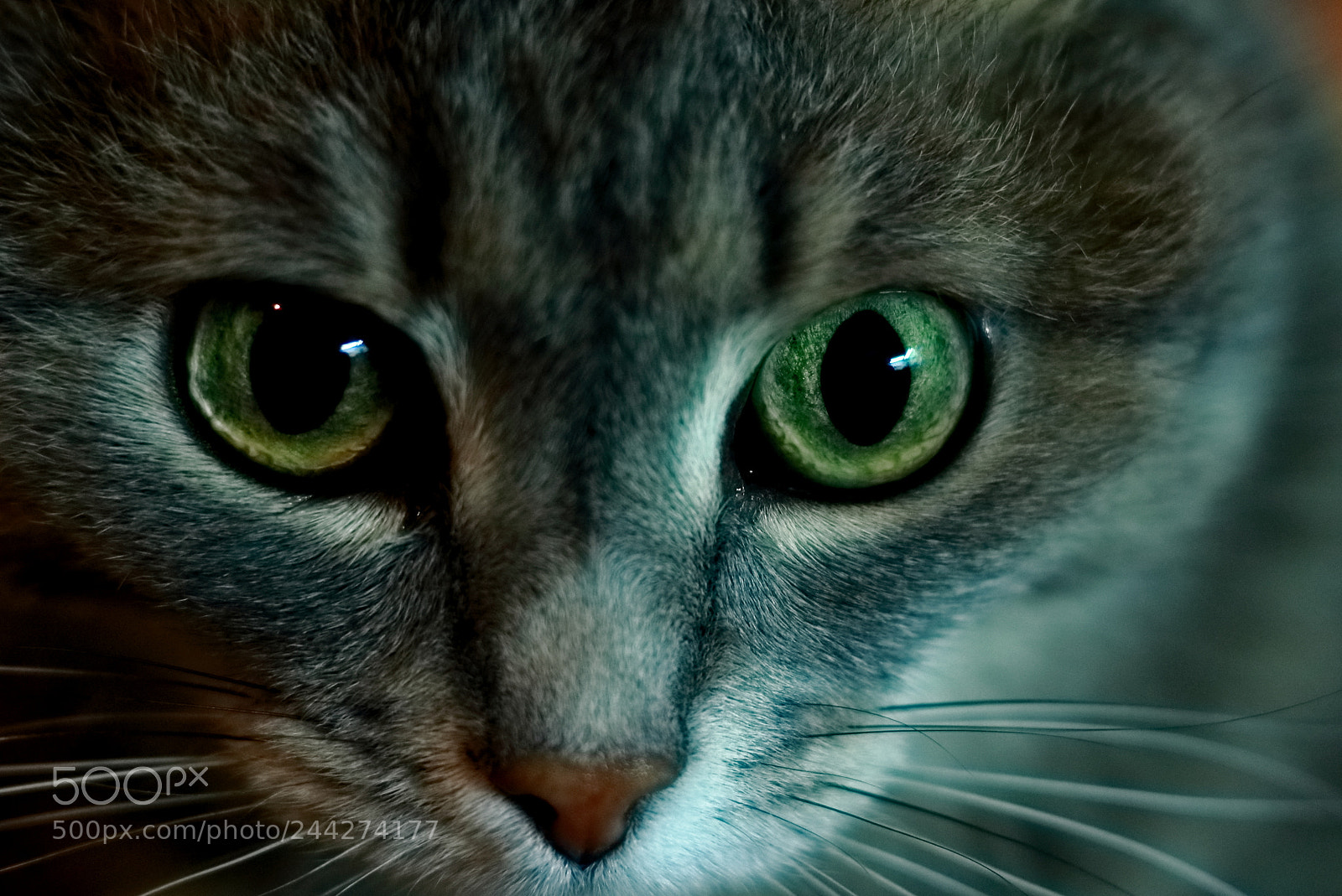 Canon EOS 100D (EOS Rebel SL1 / EOS Kiss X7) sample photo. Portrait of sibirian cat photography