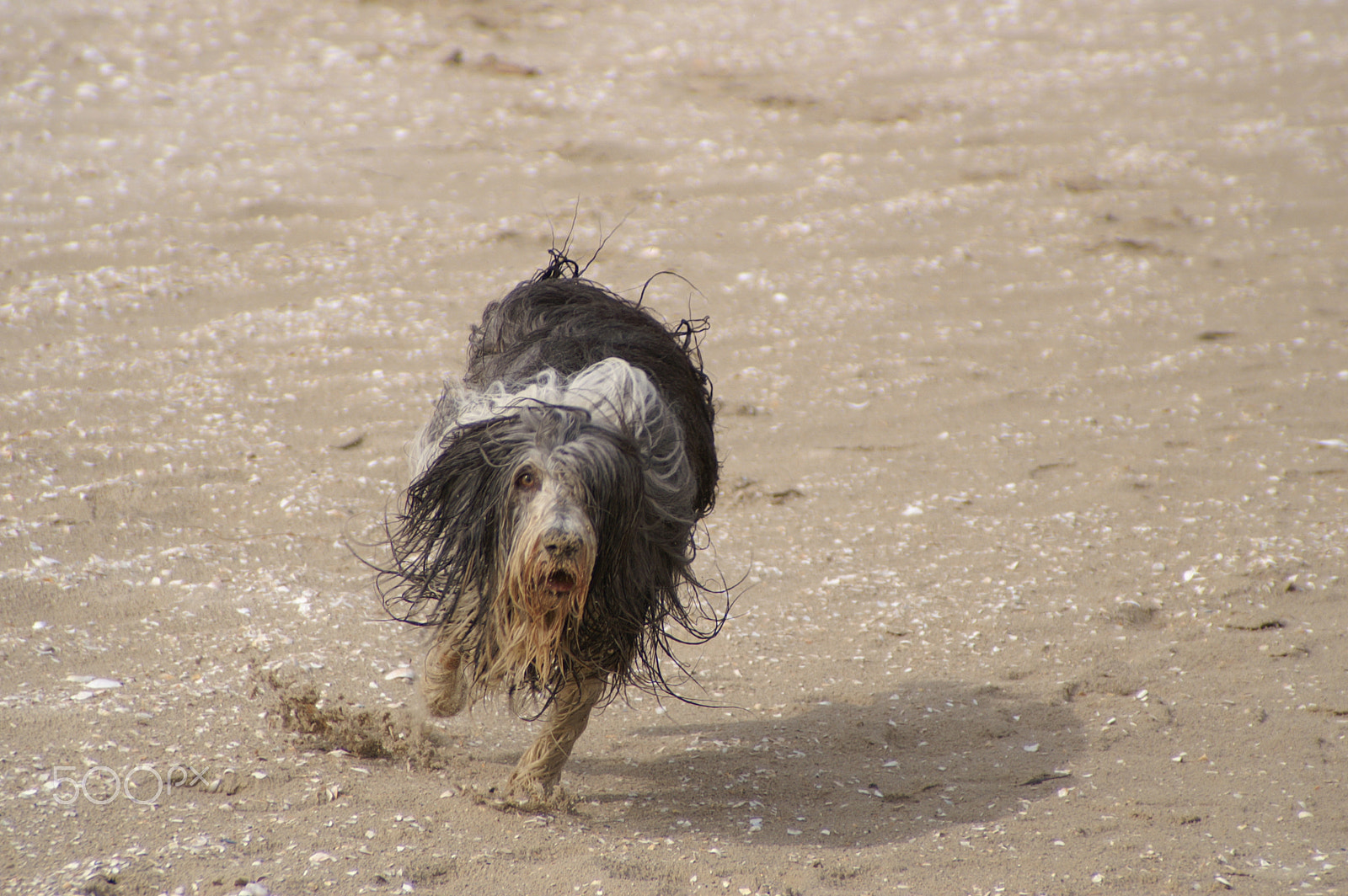 KONICA MINOLTA DYNAX 7D sample photo. Bearded collie at the ostsee photography