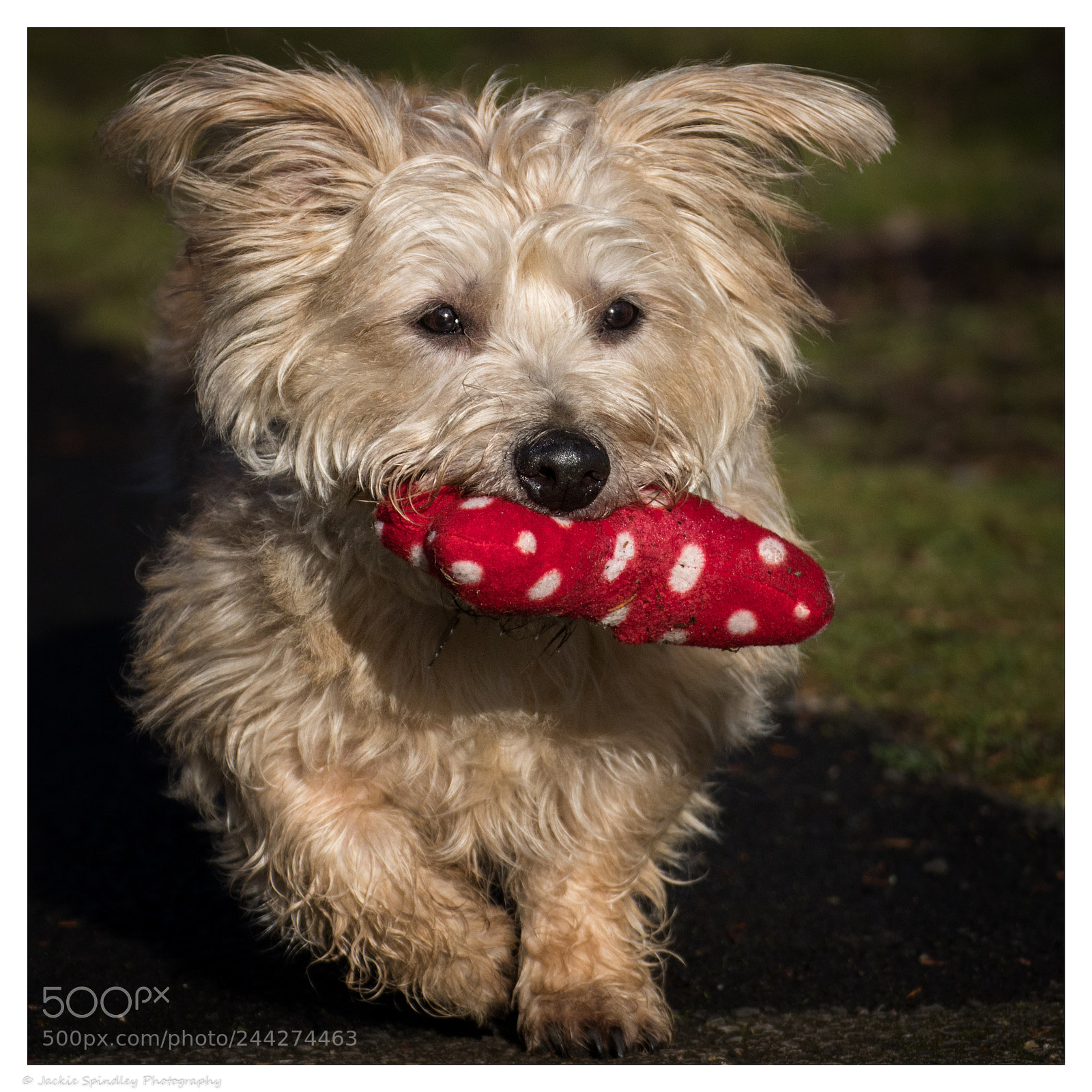 Canon EOS 7D Mark II sample photo. Play time photography