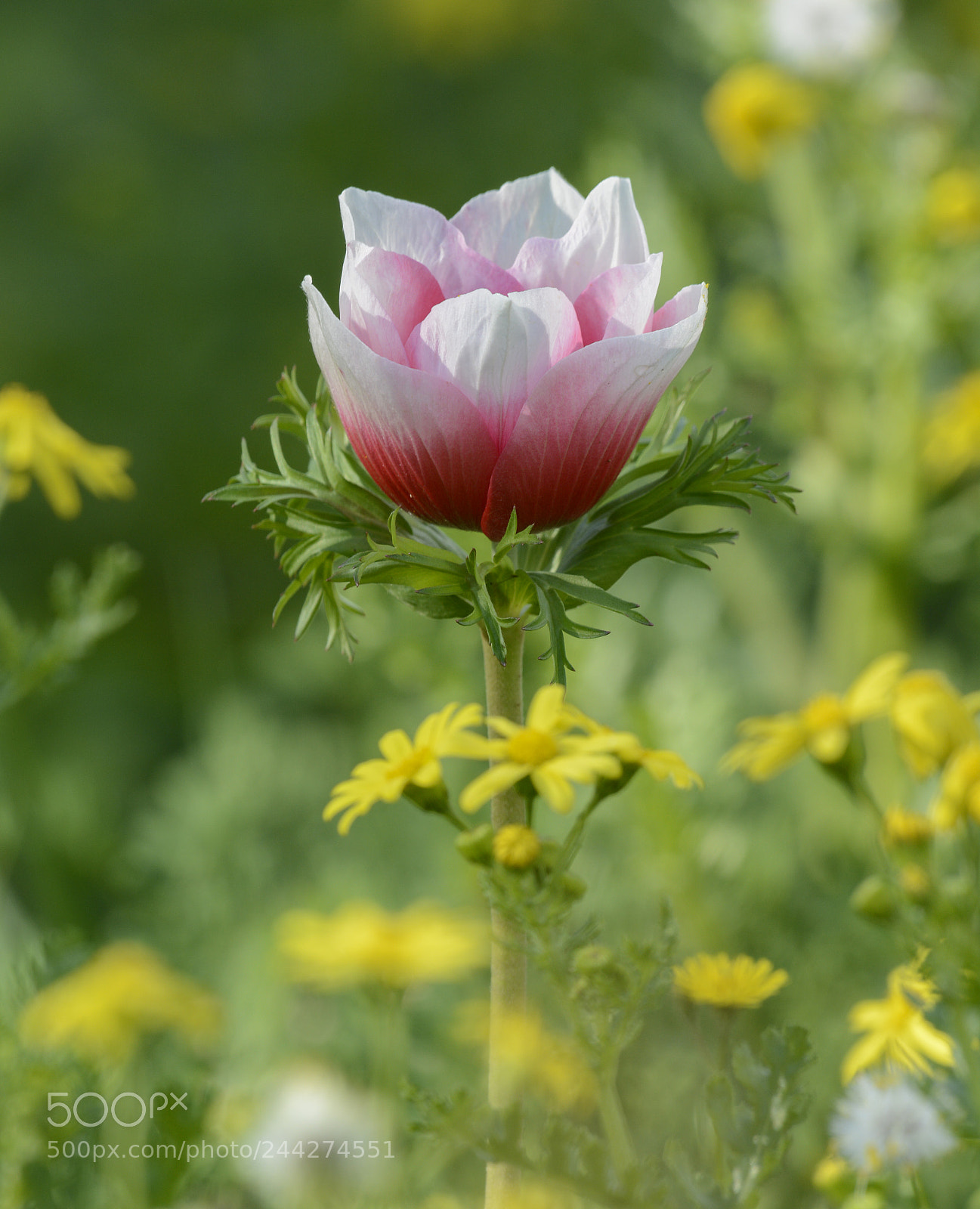 Nikon D7100 sample photo. פרח photography