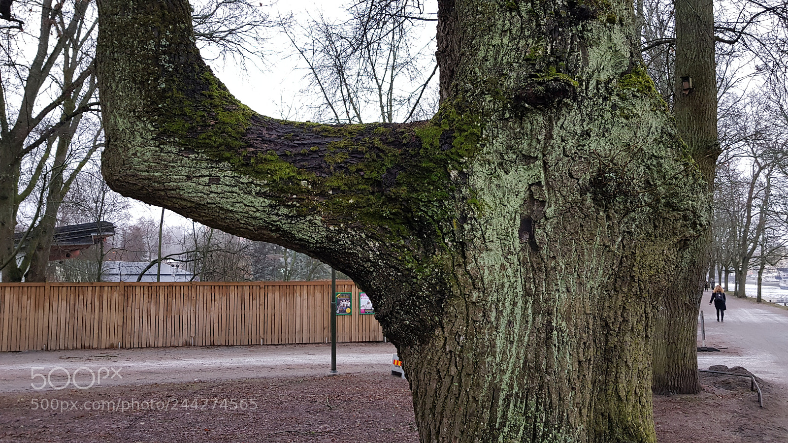 Samsung Galaxy S8 sample photo. A odd tree photography