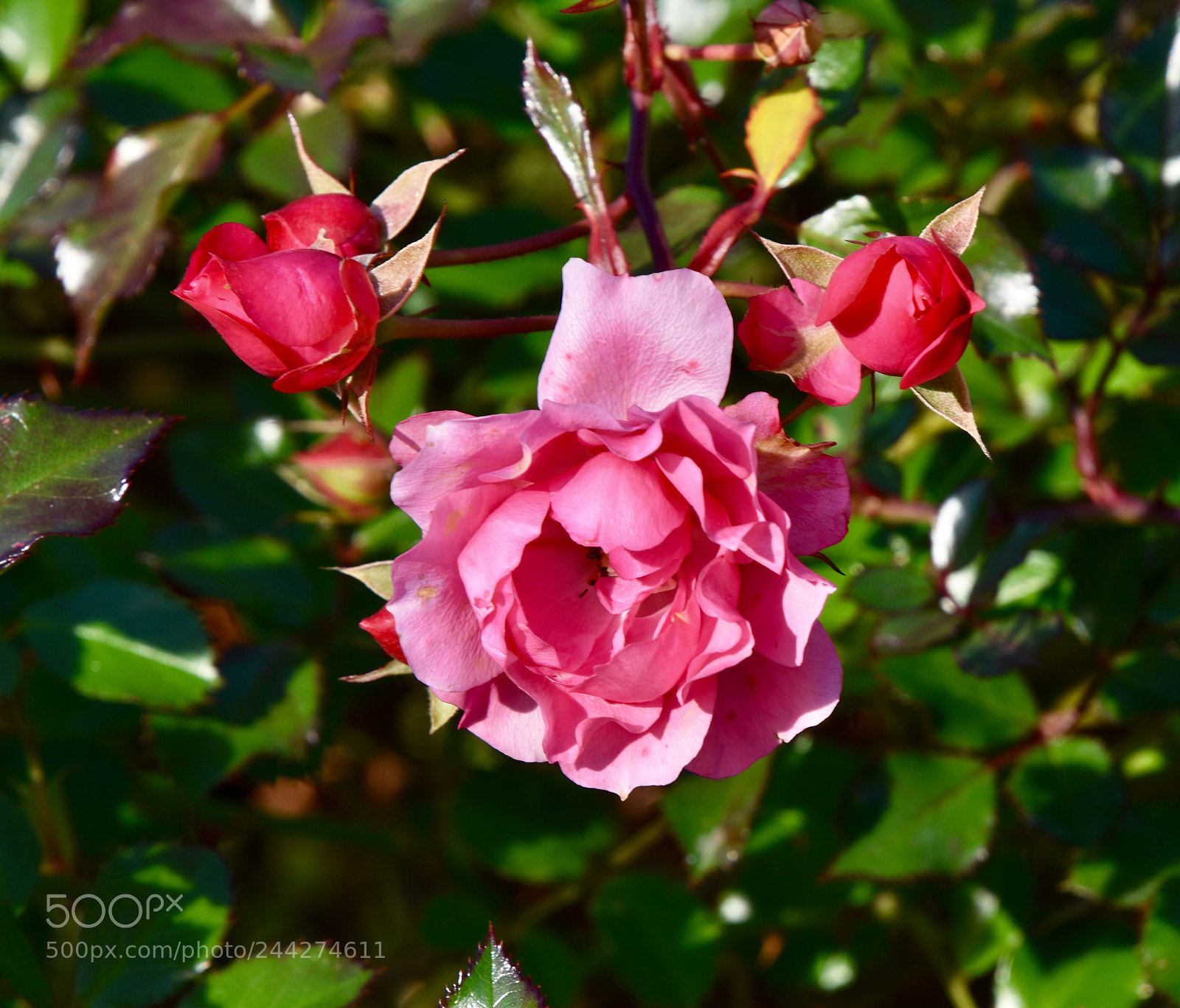 Nikon D3400 sample photo. Rose photography