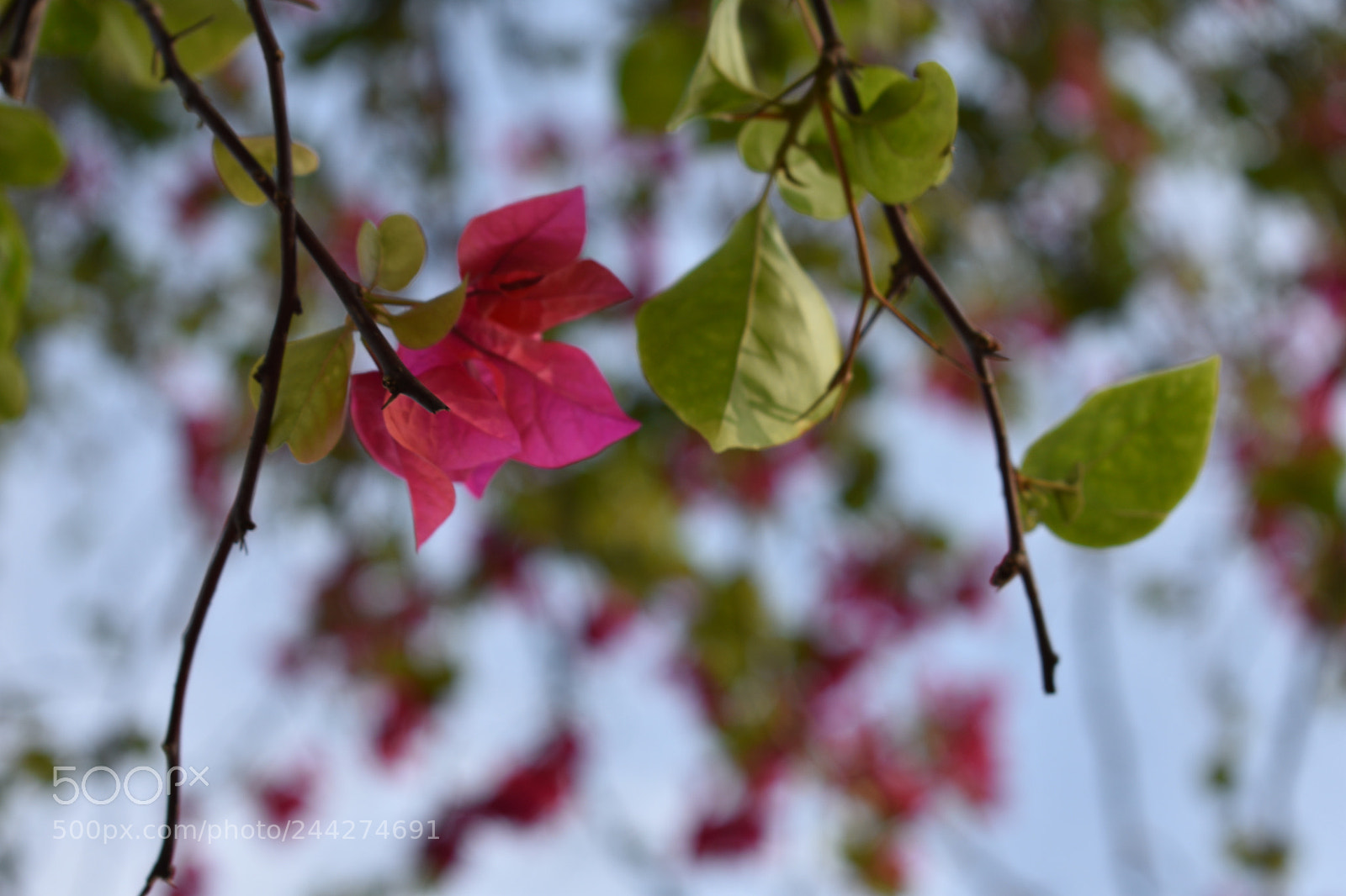 Nikon D3400 sample photo. Almost. photography