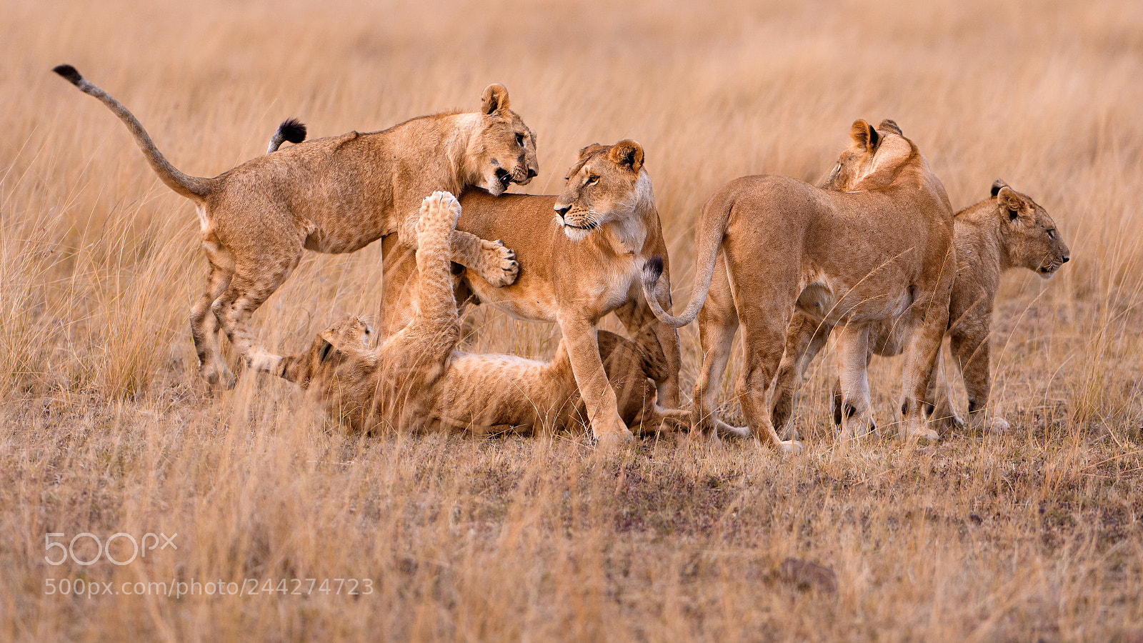Nikon D500 sample photo. Family dynamics photography