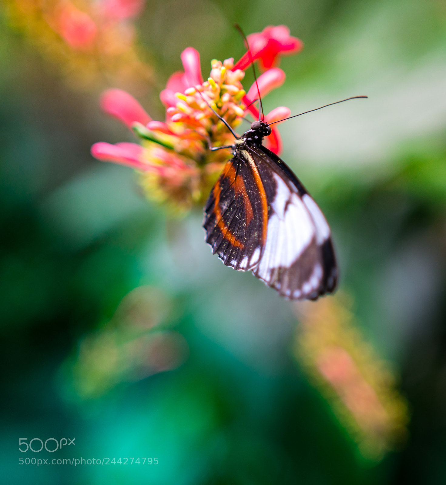 Sony a6300 sample photo. Butterfly photography