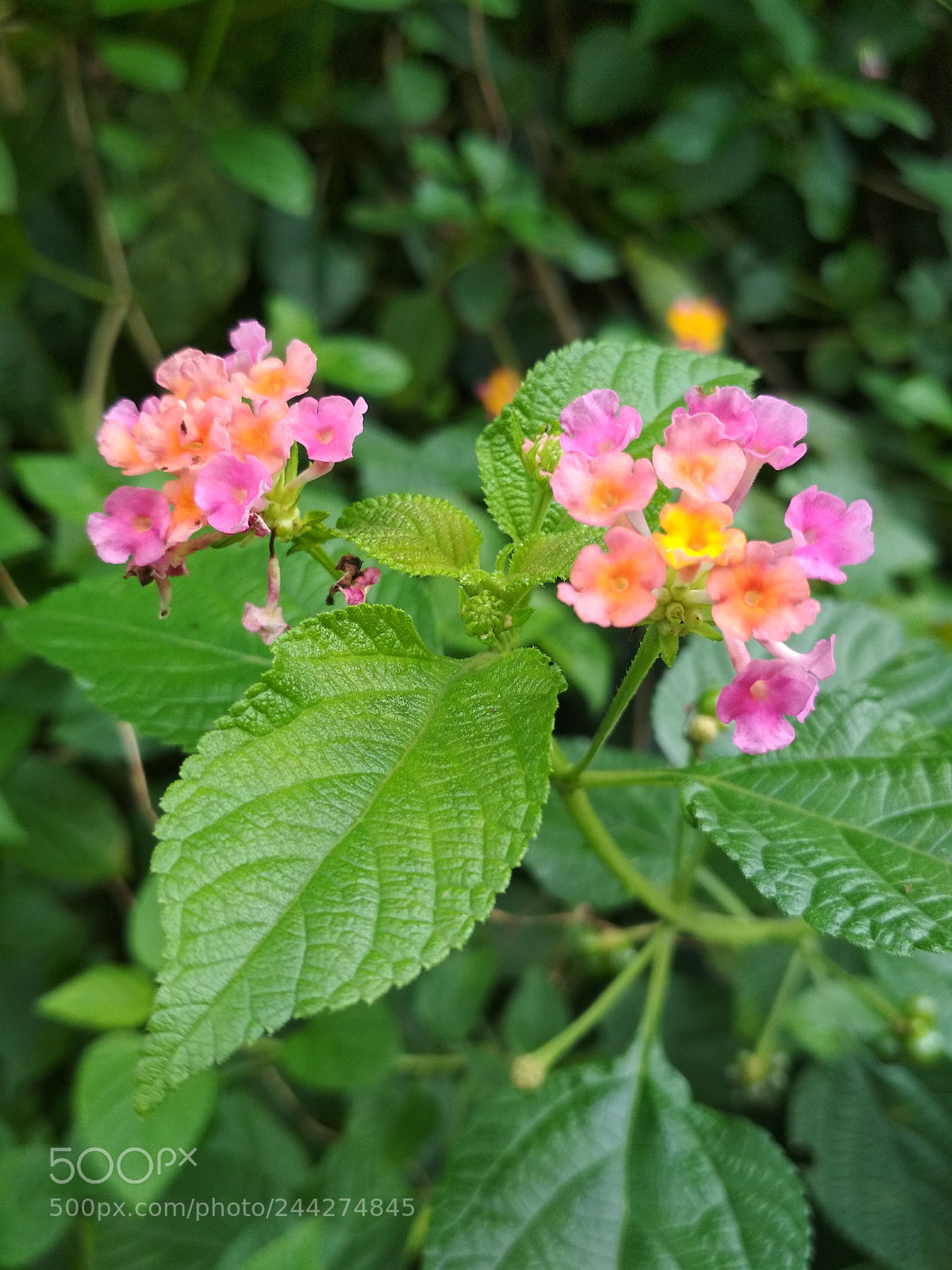 Xiaomi Redmi 4X sample photo. Fresh flower photography