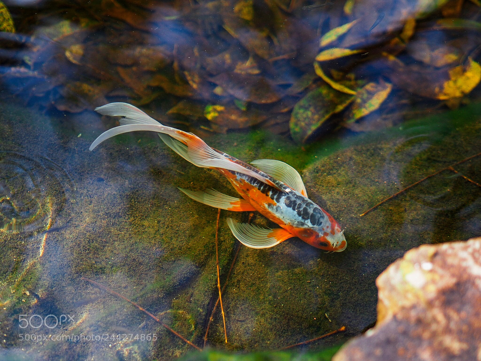 Olympus OM-D E-M10 II sample photo. Aquatic. photography