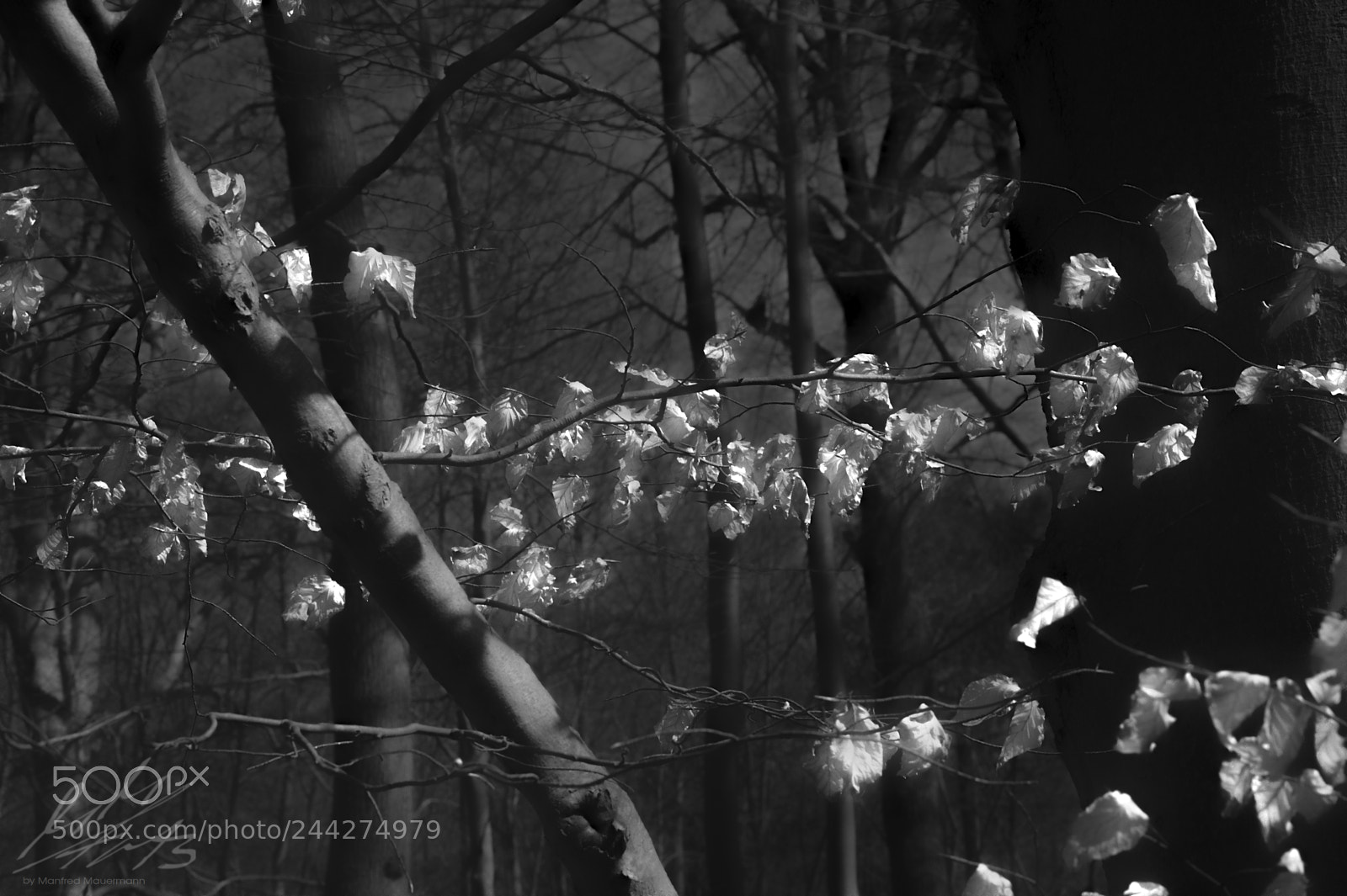 Nikon D90 sample photo. Glowing foliage photography