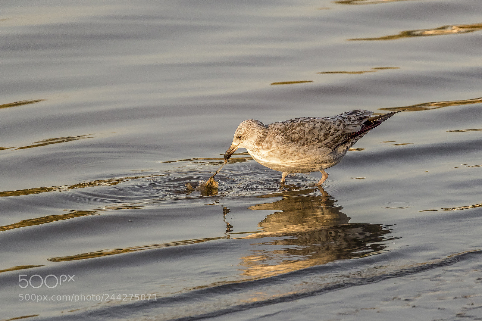 Canon EOS-1D X Mark II sample photo. Seagull photography