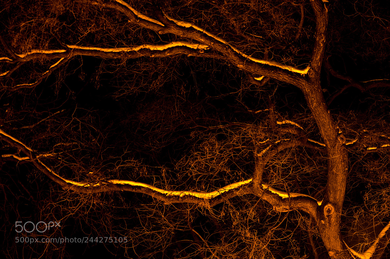 Nikon D5000 sample photo. Winter tree photography