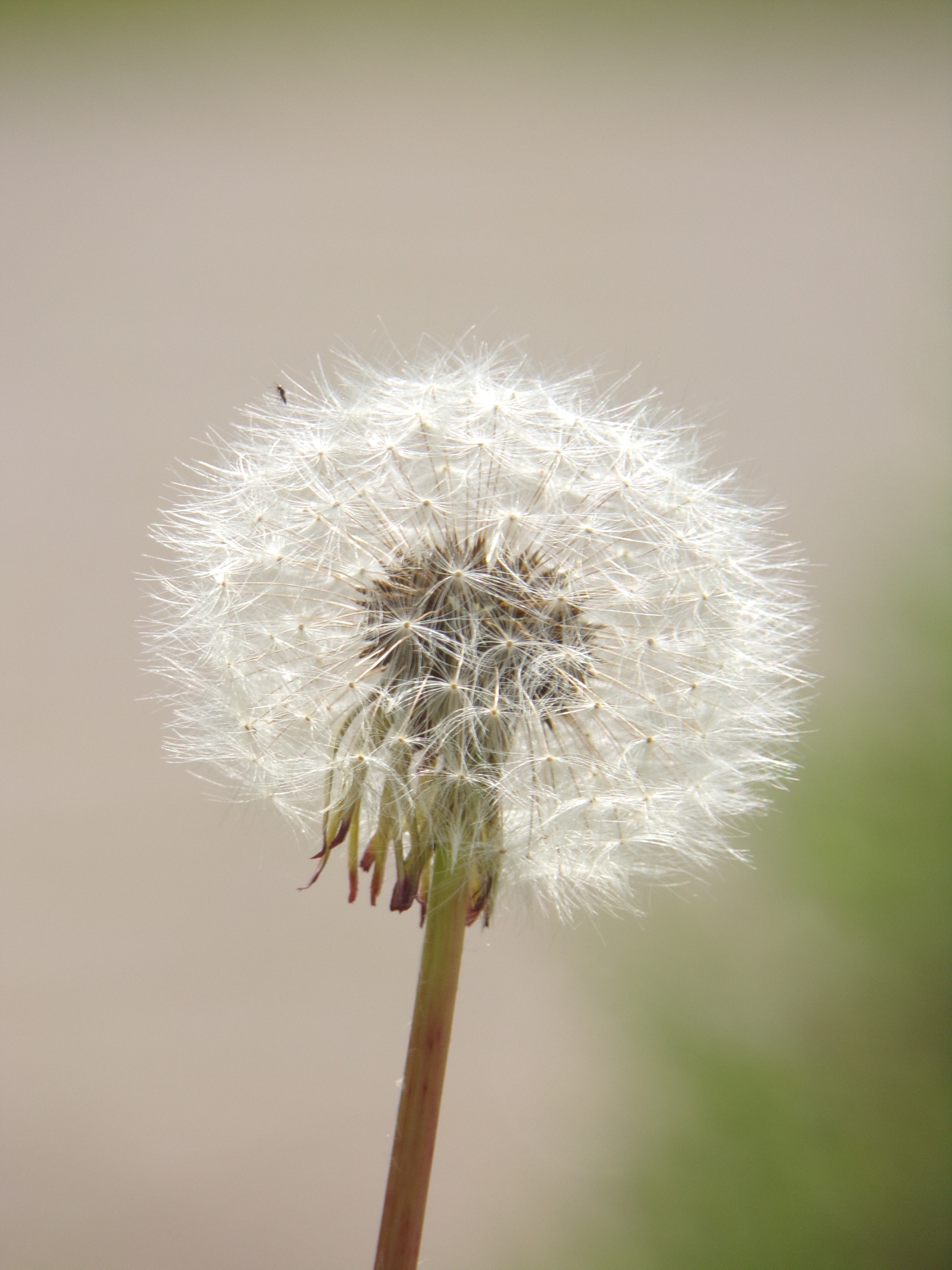JK KODAK PIXPRO AZ421 sample photo. Detailed dandelion! photography