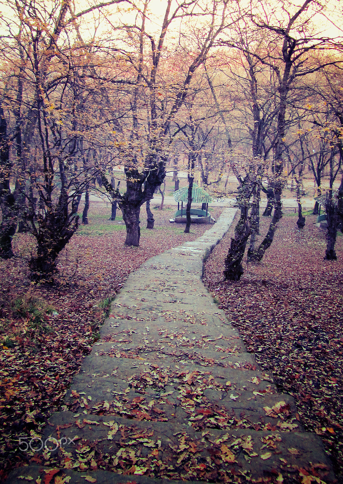 Canon PowerShot SX210 IS sample photo. Forest park photography
