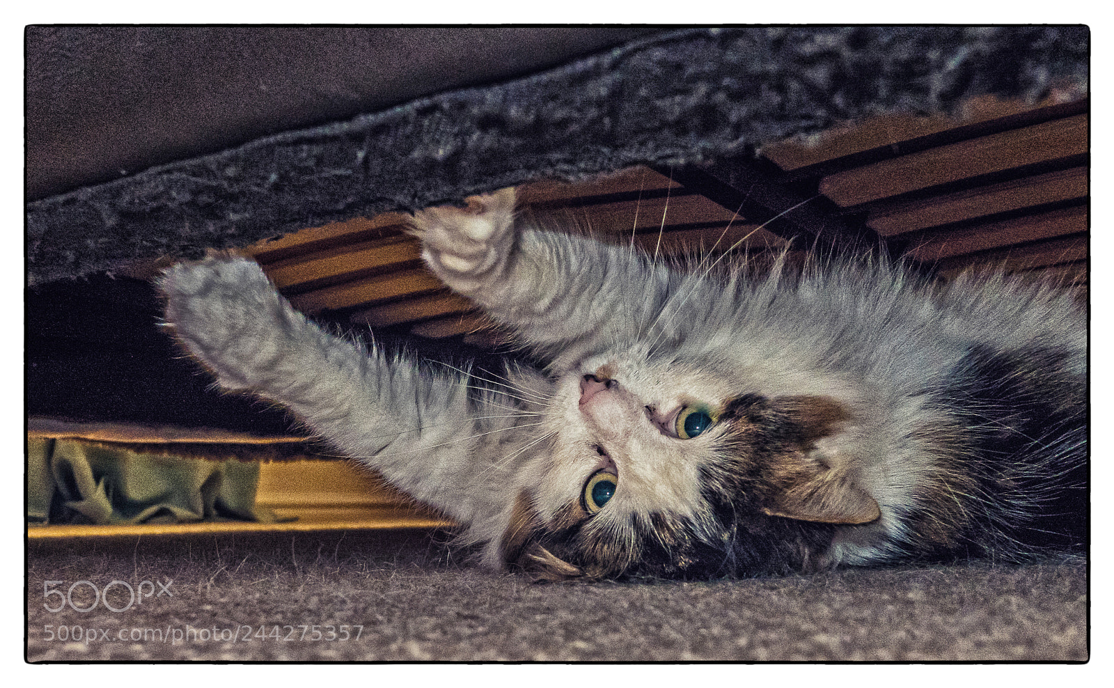Panasonic Lumix DMC-LX10 (Lumix DMC-LX15) sample photo. Tilly thye 3-legged cat photography