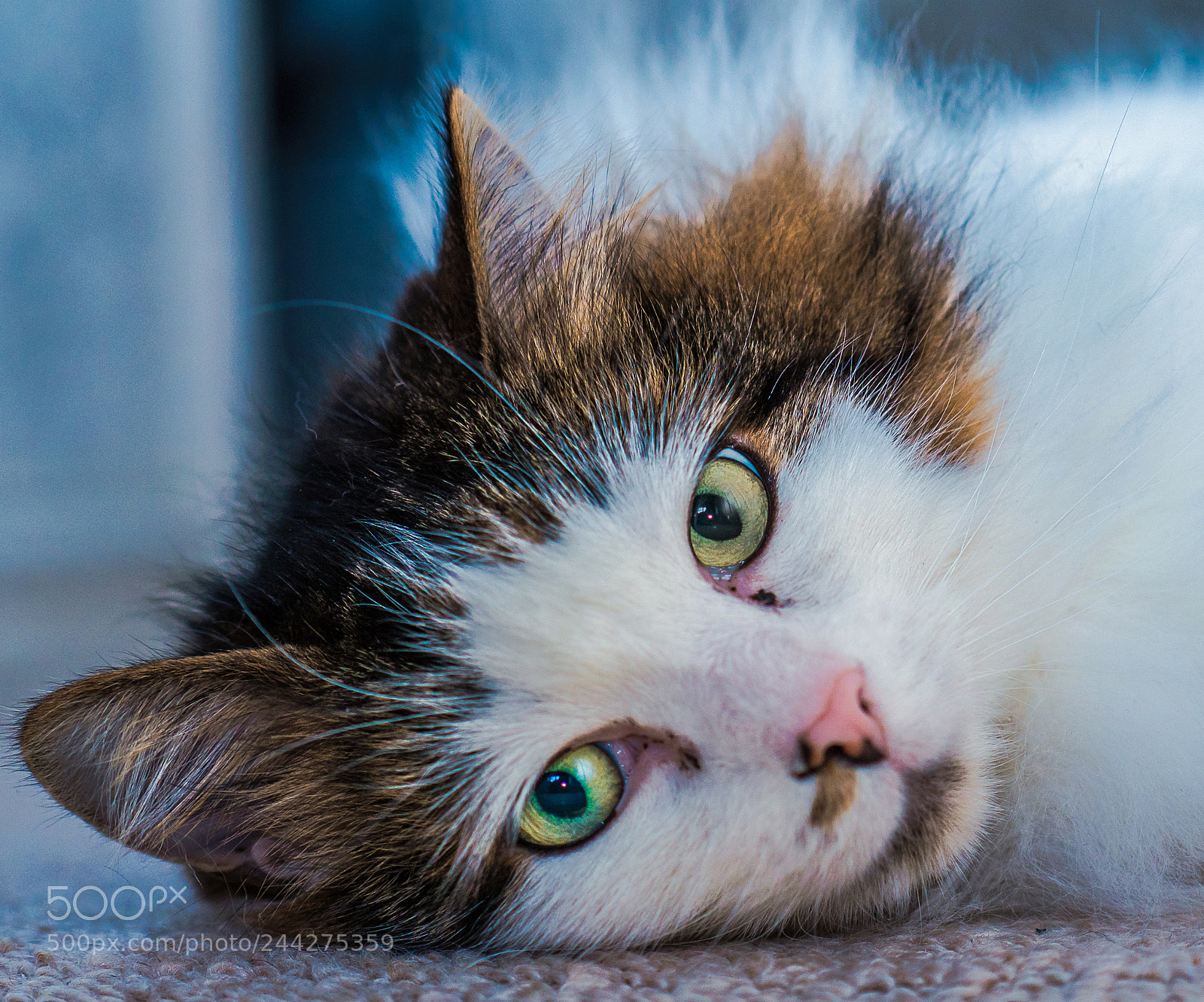 Olympus OM-D E-M5 II sample photo. Tilly the 3-legged cat photography