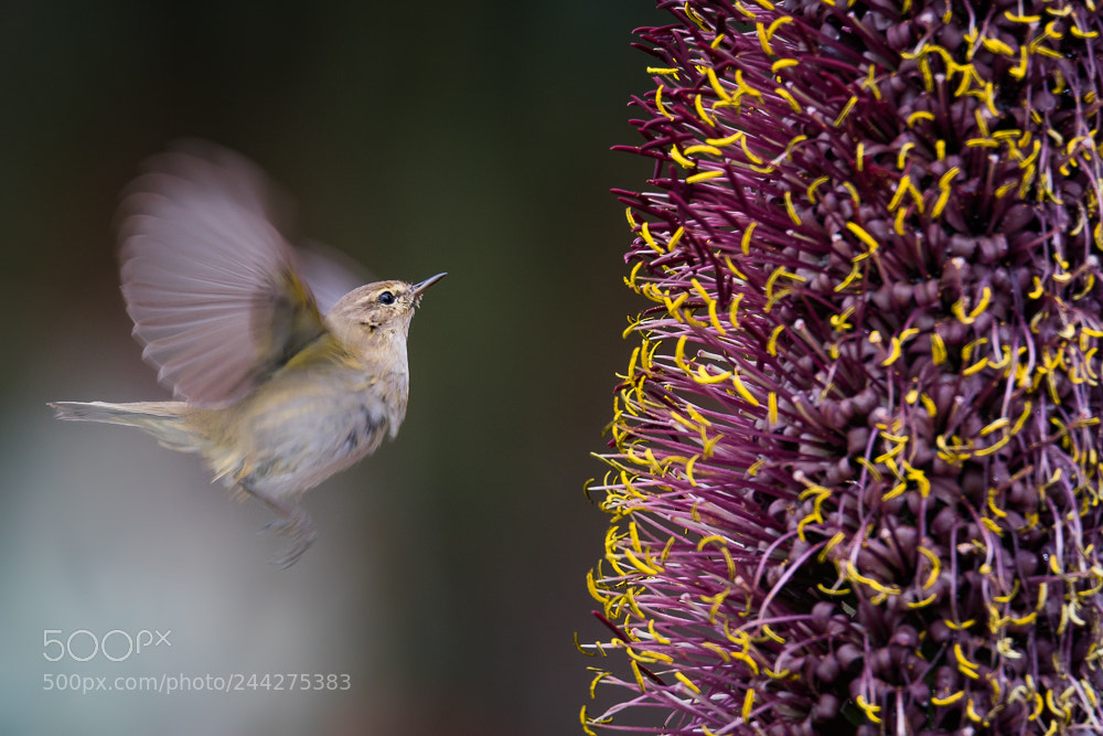 Nikon D500 sample photo. Rrm_3441-2.jpg photography