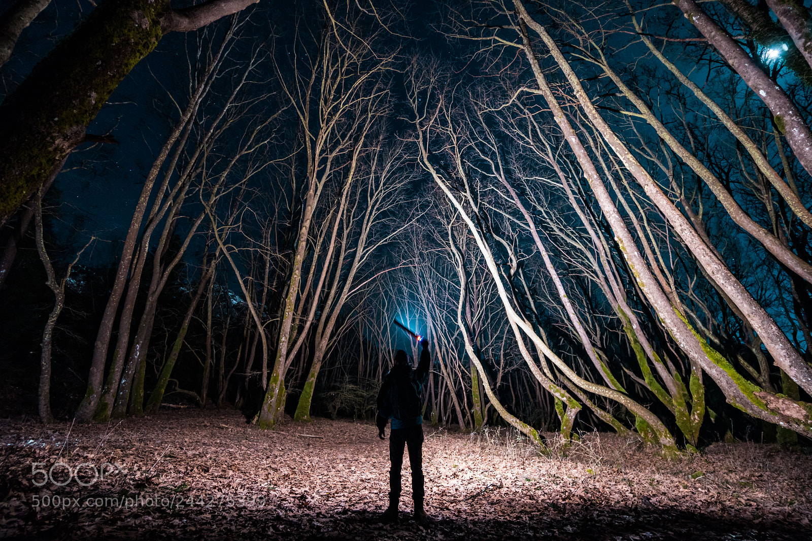 Sony a6500 sample photo. Lit up woods photography
