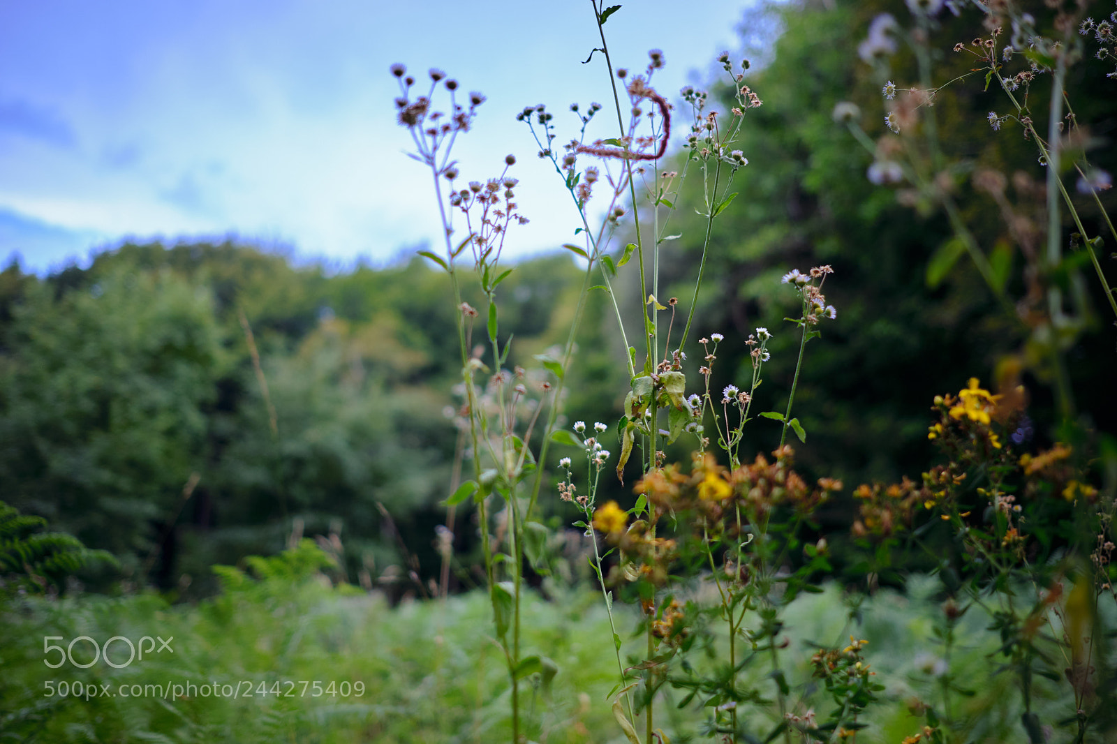 Fujifilm X-T20 sample photo. 36153548606.jpg photography