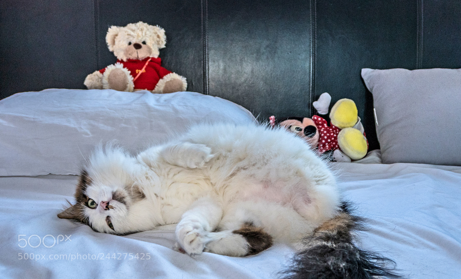 Panasonic Lumix DMC-LX10 (Lumix DMC-LX15) sample photo. Tilly thye 3-legged cat photography