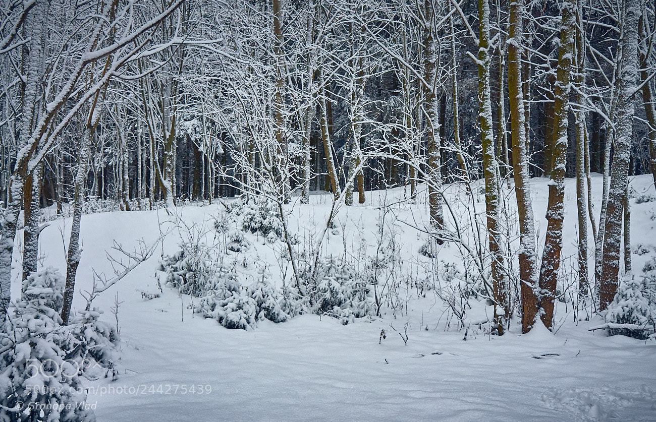 Canon EOS 1100D (EOS Rebel T3 / EOS Kiss X50) sample photo. Winter forest... photography