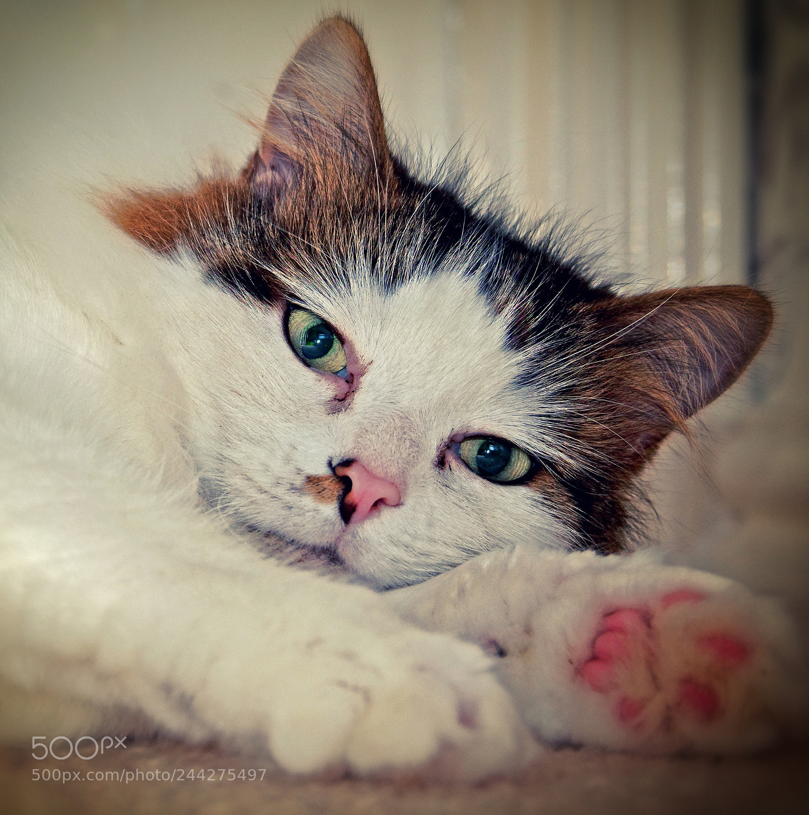 Olympus OM-D E-M5 II sample photo. Tilly the 3-legged cat photography