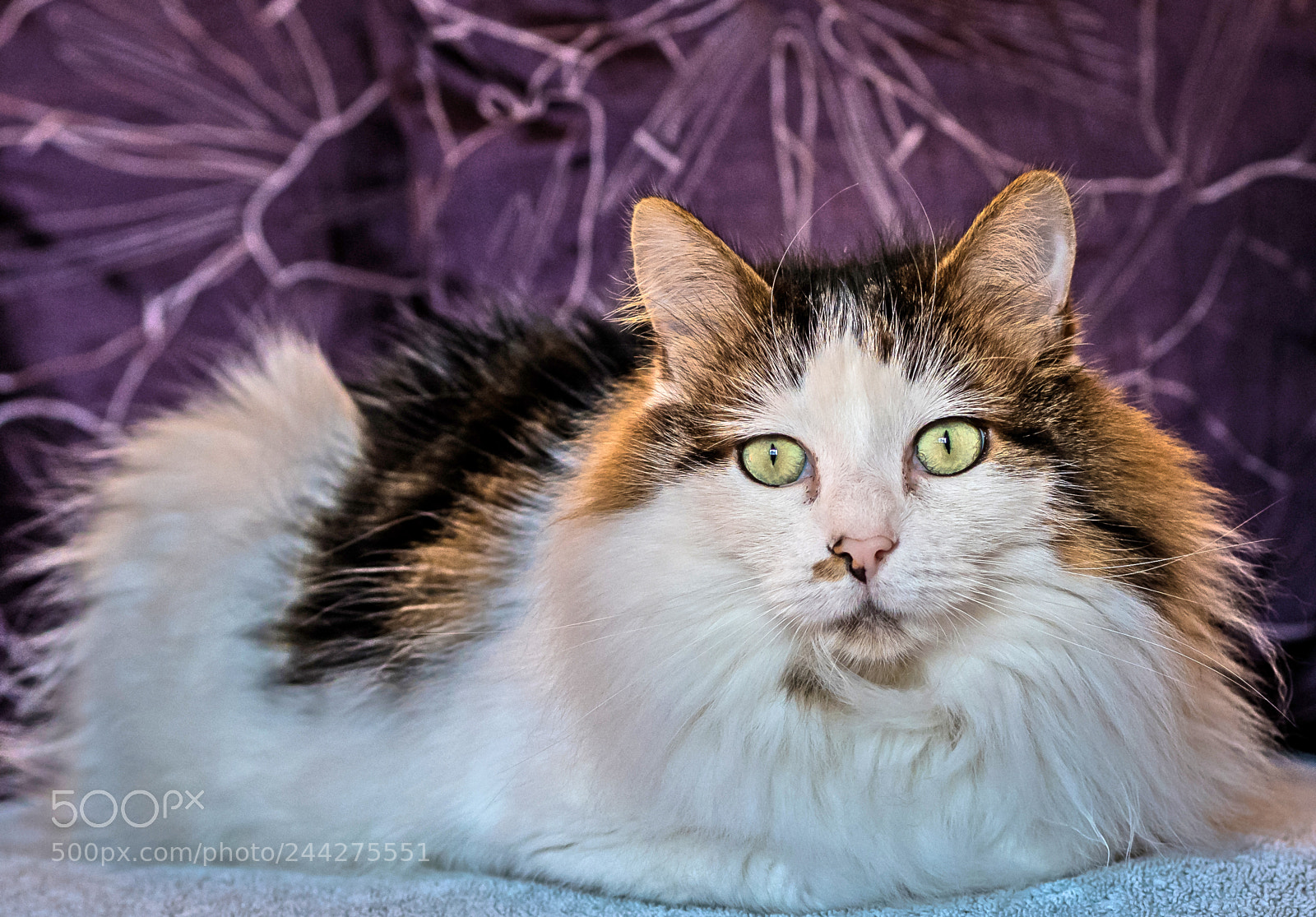 Olympus OM-D E-M5 II sample photo. Tilly the 3-legged cat photography