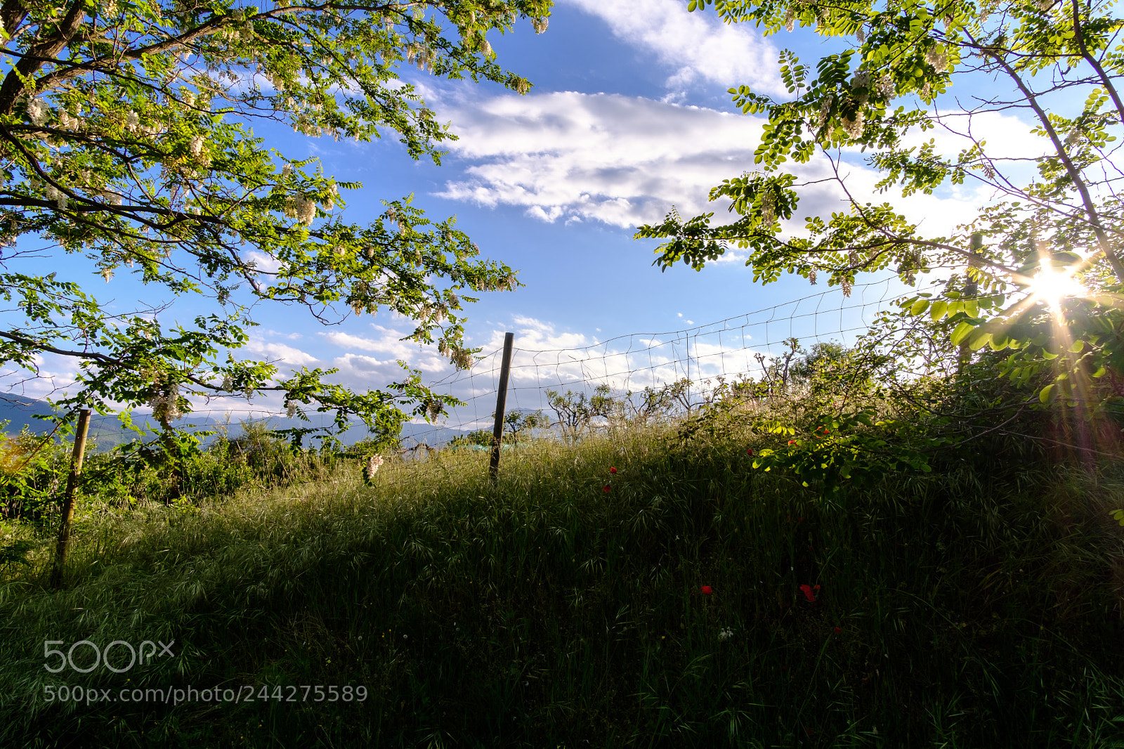 Fujifilm X-T20 sample photo. 33943681200.jpg photography