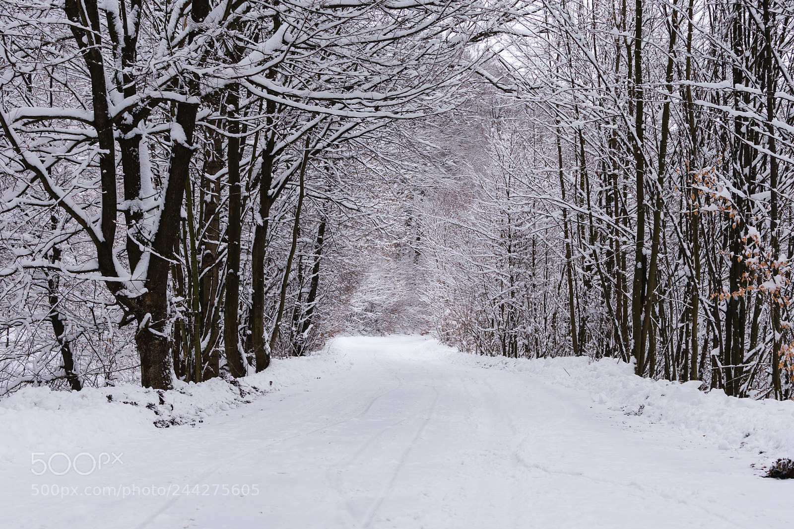 Nikon D3400 sample photo. Snowy road photography
