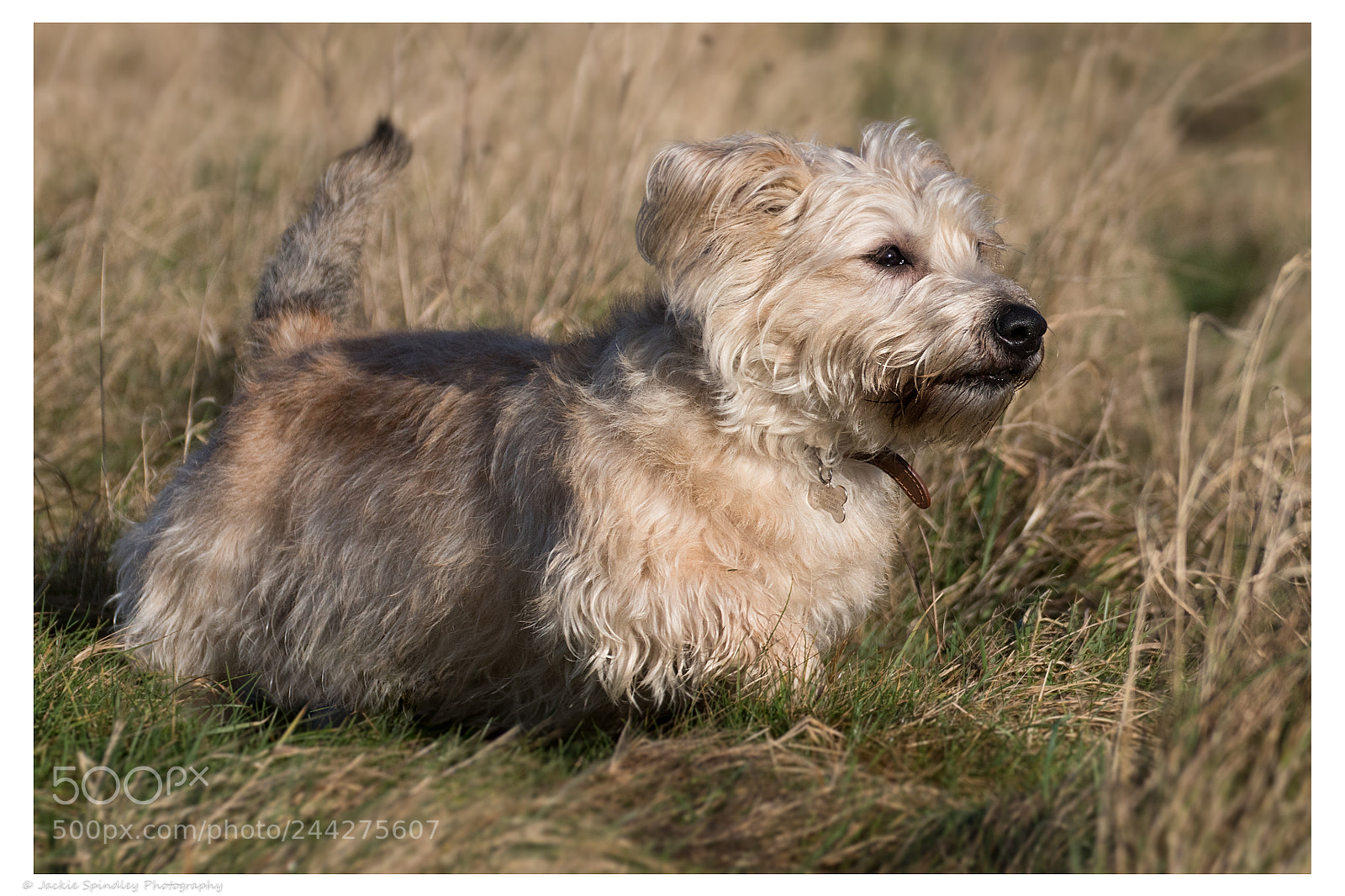 Canon EOS 7D Mark II sample photo. Look photography
