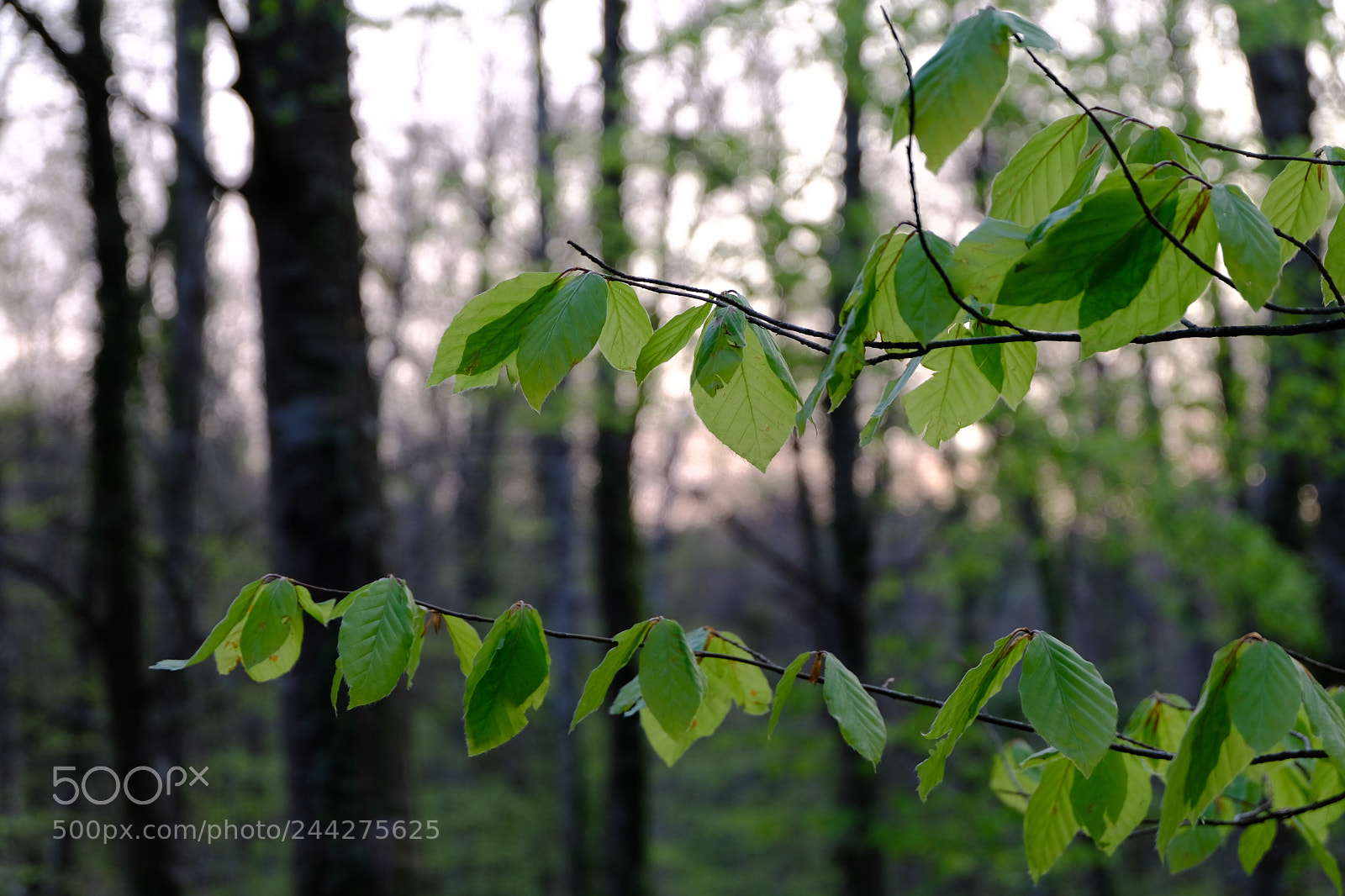 Fujifilm X-T20 sample photo. 33853493811.jpg photography