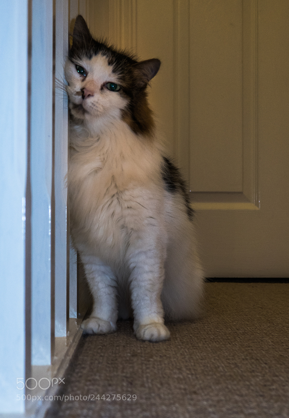 Panasonic Lumix DMC-LX10 (Lumix DMC-LX15) sample photo. Tilly the 3-legged cat photography
