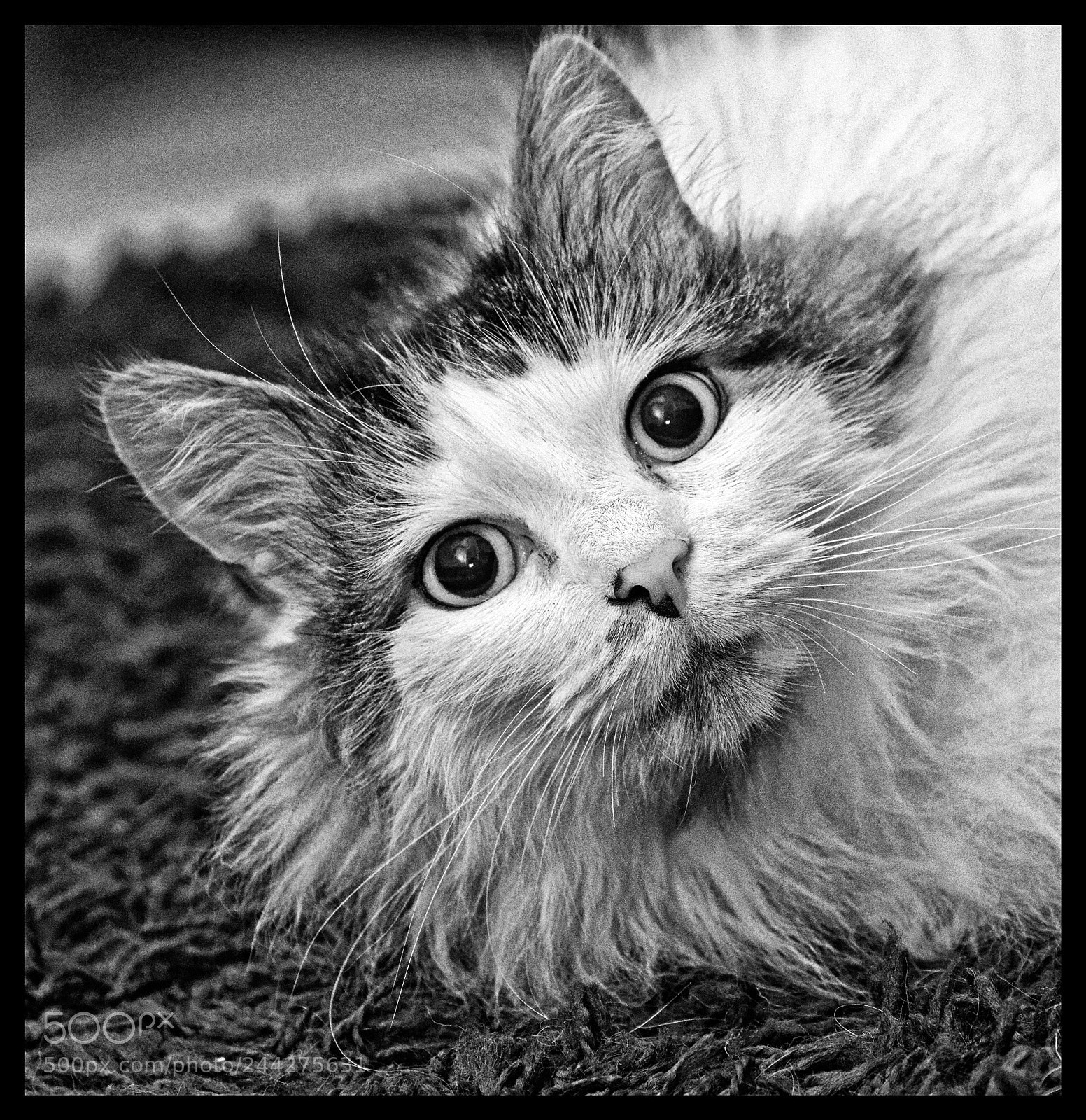 Olympus OM-D E-M5 II sample photo. Tilly the 3-legged cat photography