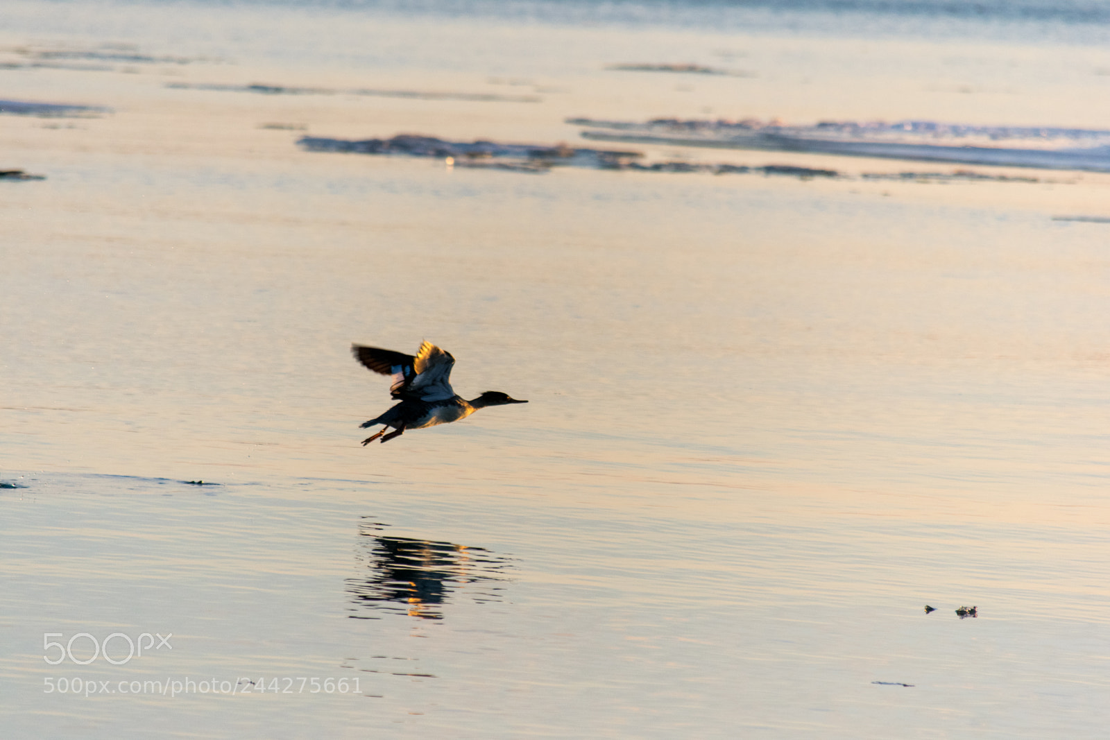 Nikon D3400 sample photo. Common merganser photography