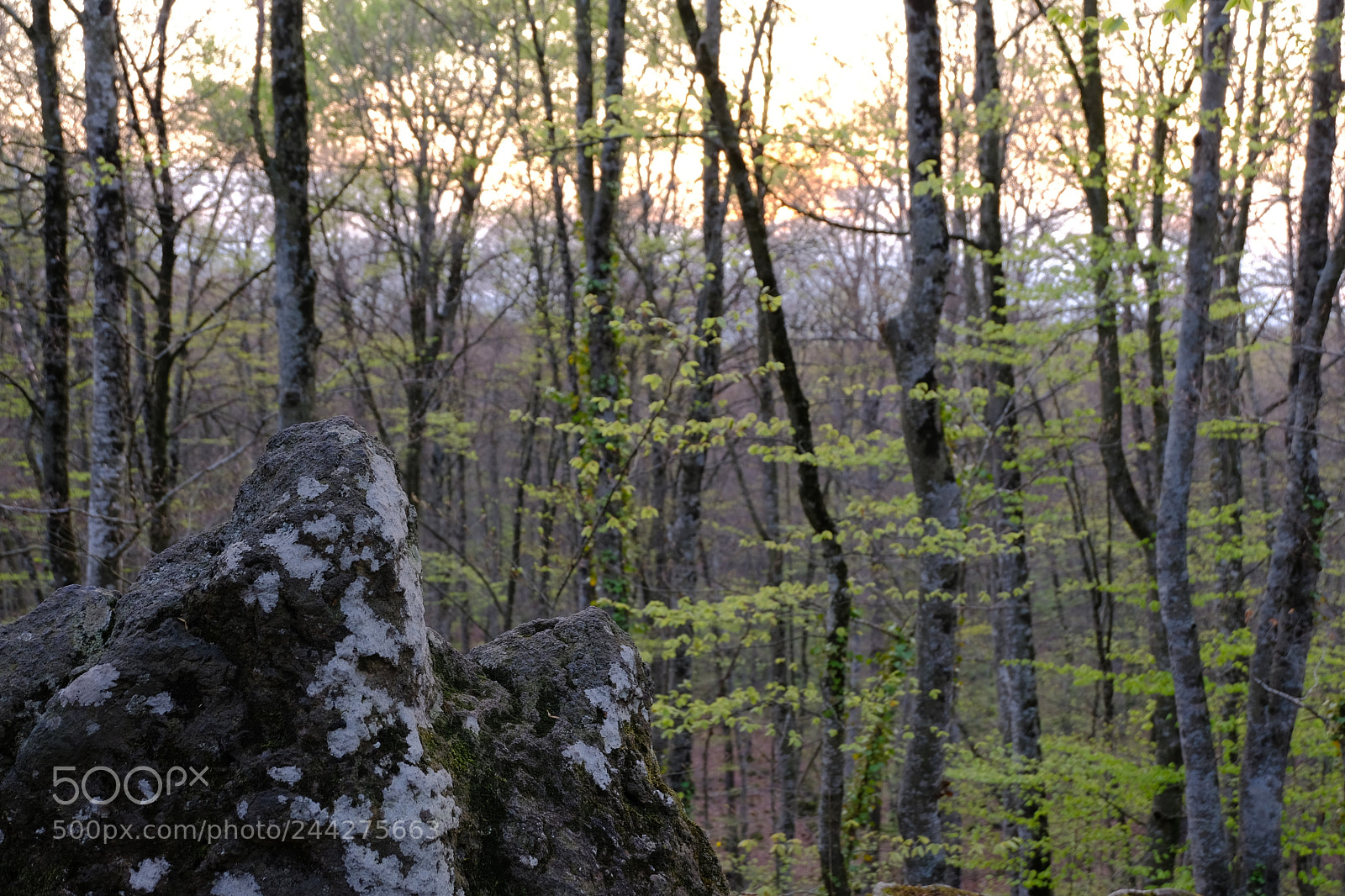 Fujifilm X-T20 sample photo. 33941910176.jpg photography