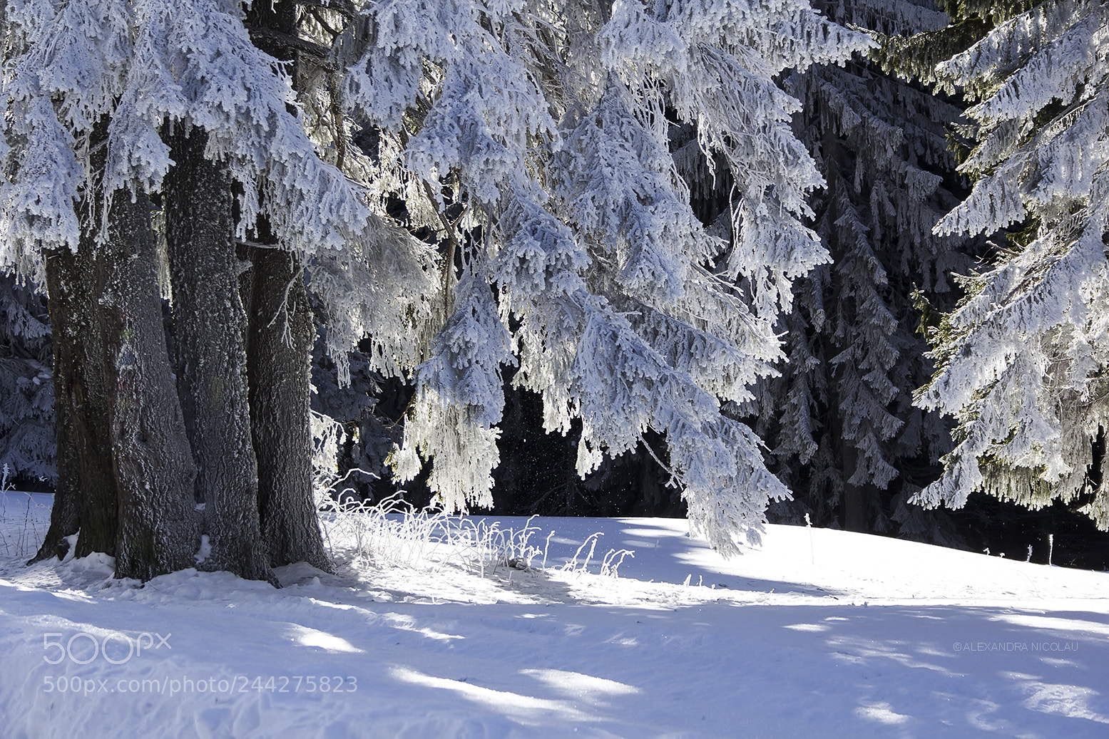 Canon EOS 60D sample photo. Magical winter photography