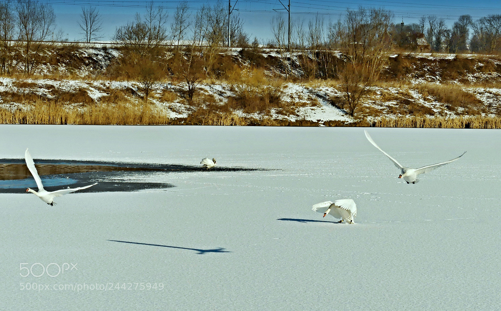 Panasonic Lumix DMC-FZ300 sample photo. Swans photography
