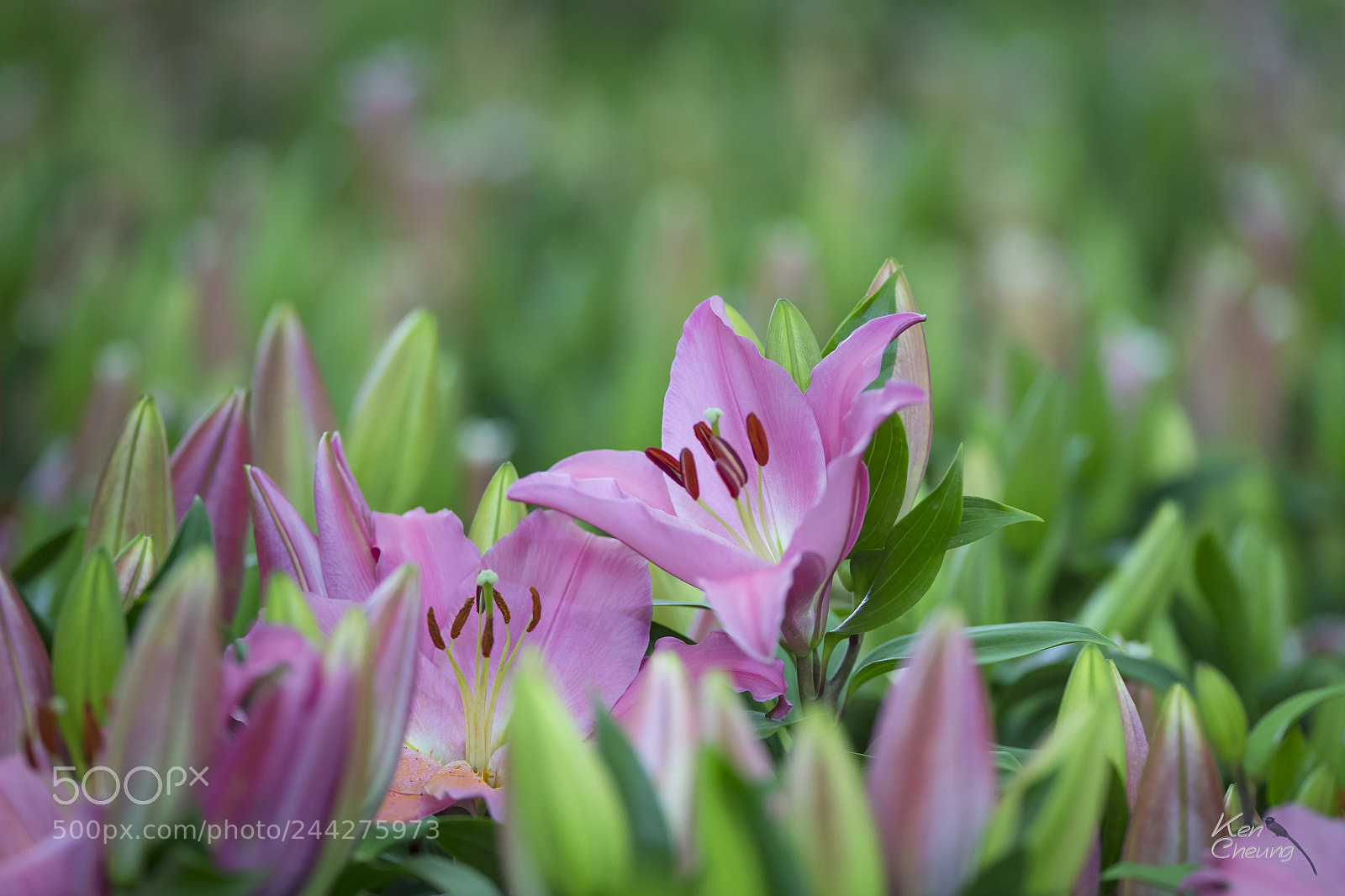 Canon EOS-1D X Mark II sample photo. Lily photography