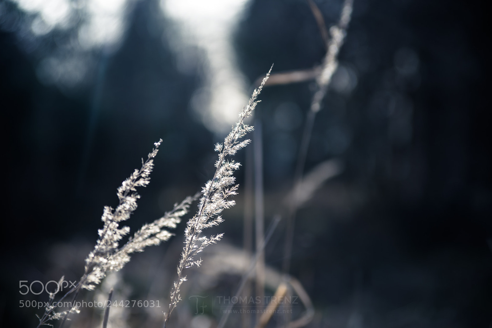 Nikon D600 sample photo. Cold nature photography