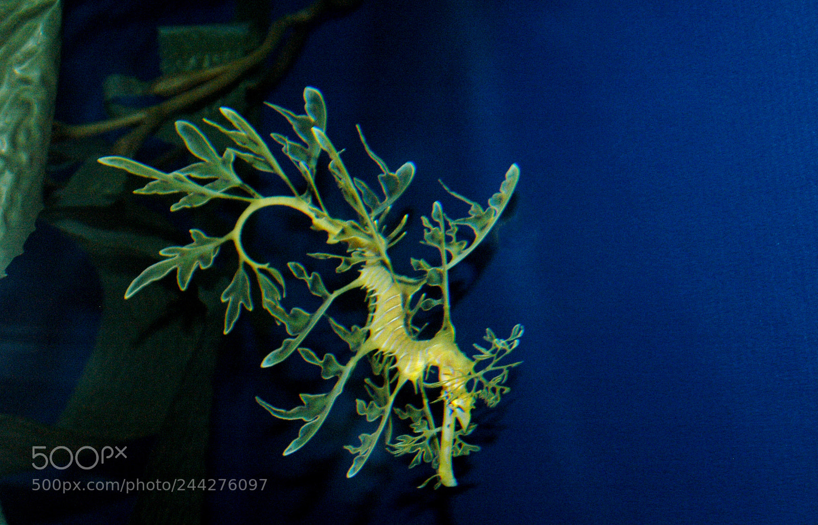 Nikon D100 sample photo. Leafy seahorse dragon yellow photography