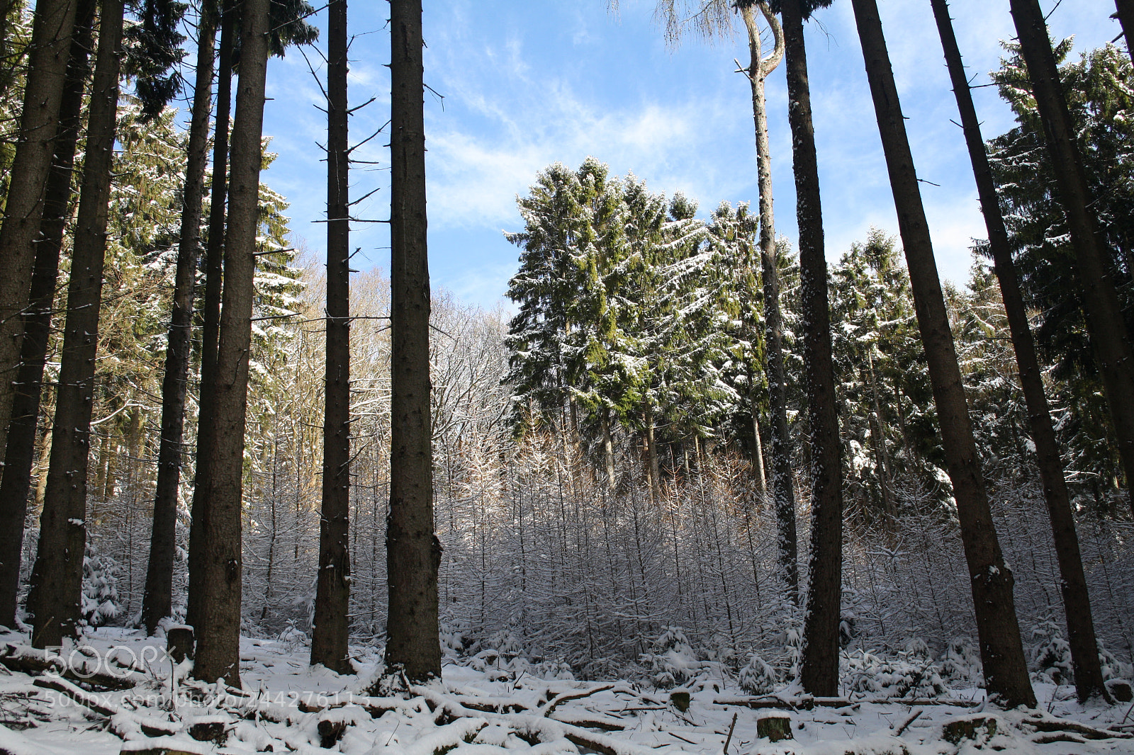 Canon EF-S 18-55mm F3.5-5.6 II sample photo. Winterwonderland photography