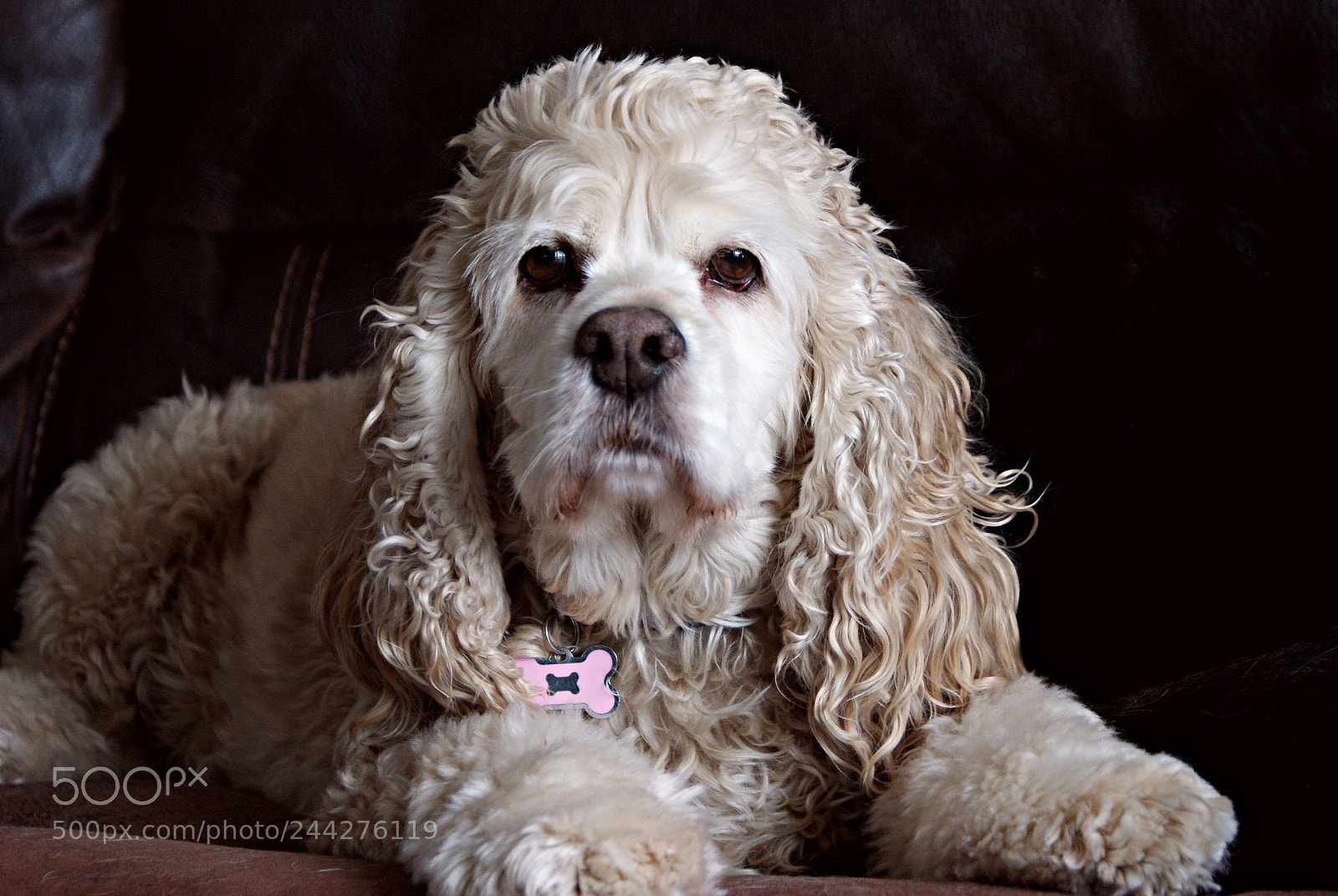 Sony Alpha DSLR-A200 sample photo. Un ange veille photography