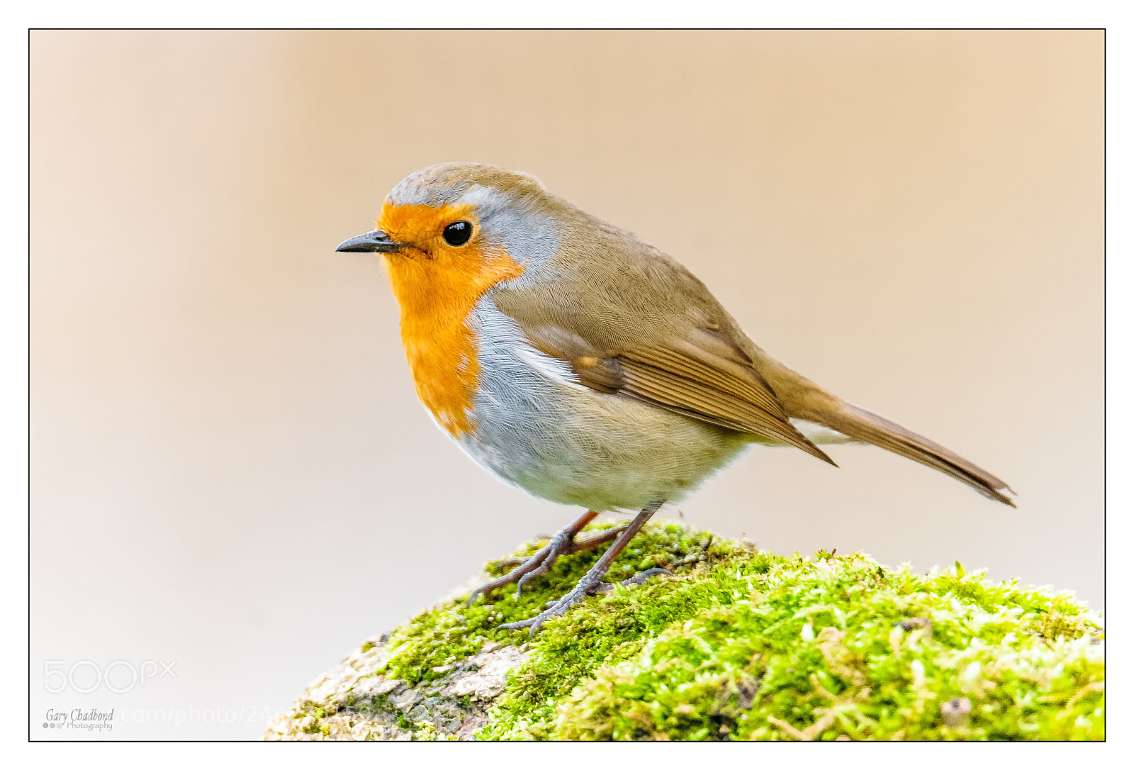 Sony SLT-A99V sample photo. Little robin photography