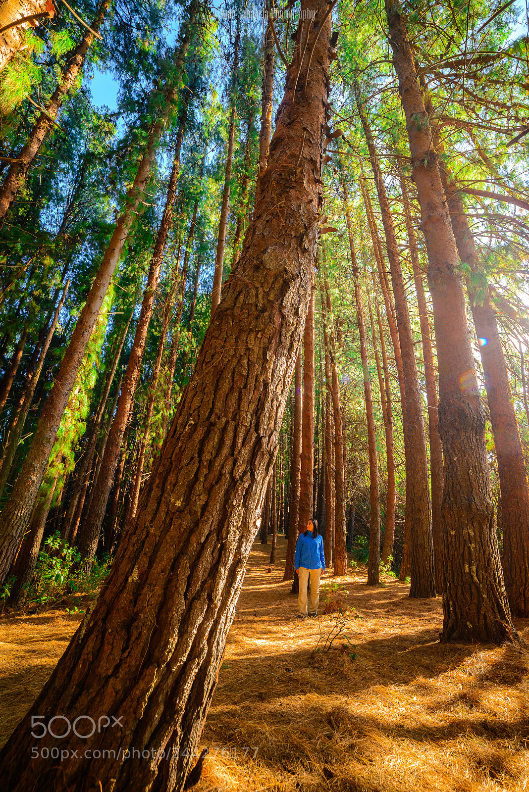 Nikon D610 sample photo. Enchanted forest prusia, costa photography