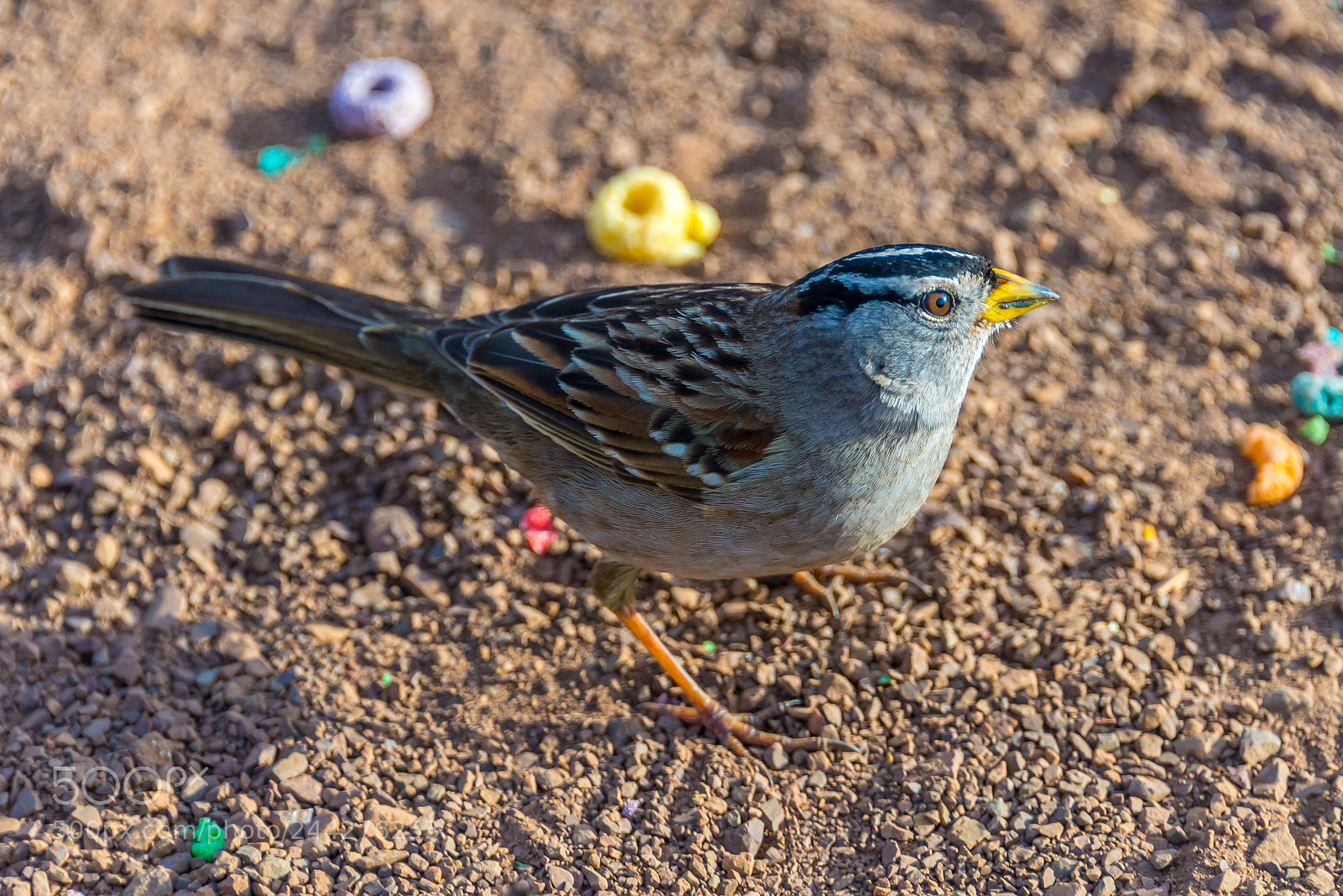 Nikon D610 sample photo. Bird photography