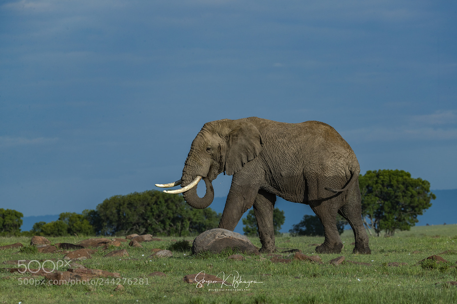 Canon EOS-1D X Mark II sample photo. Tusker photography