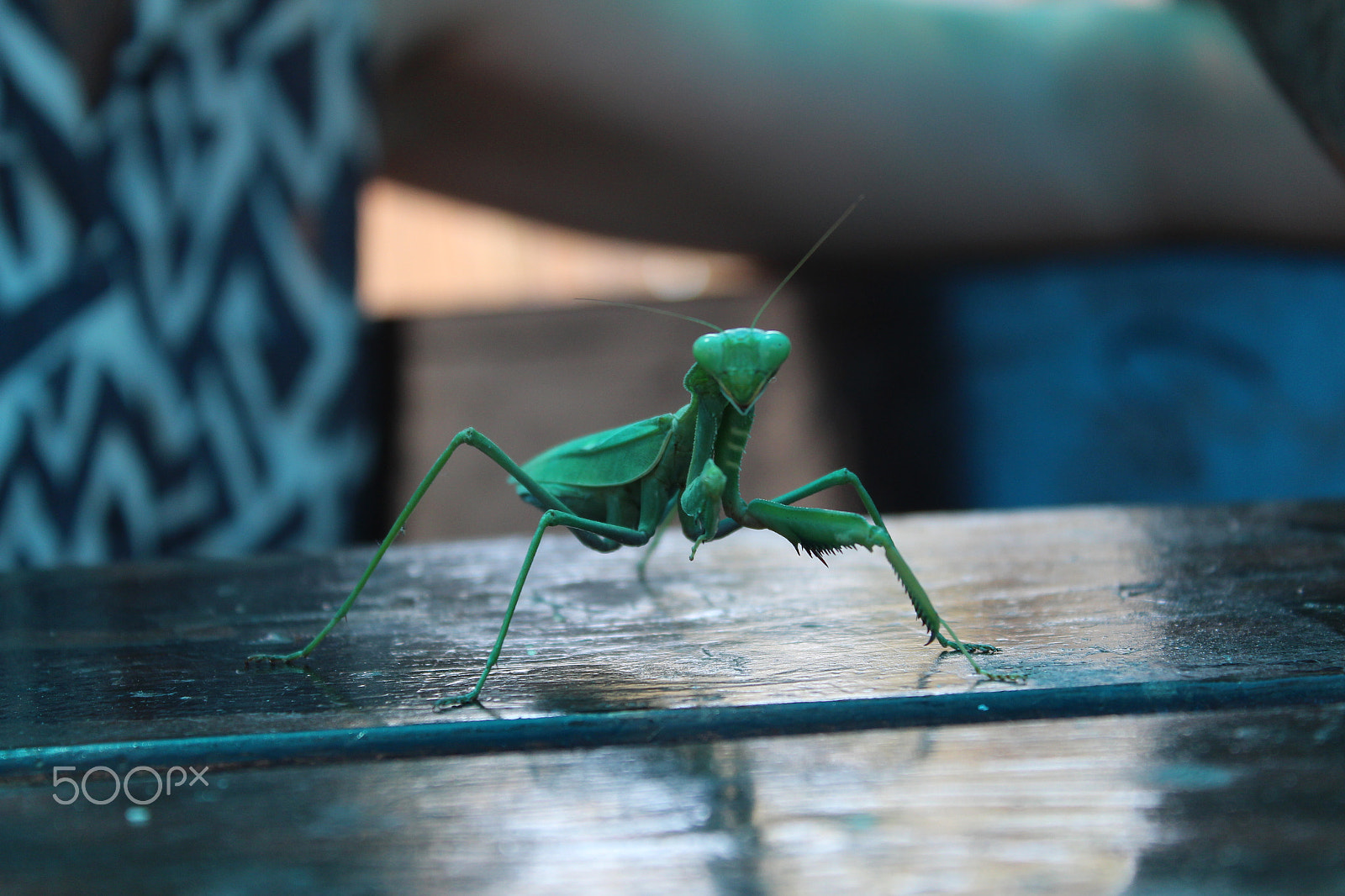 Canon EOS 650D (EOS Rebel T4i / EOS Kiss X6i) sample photo. Green giant insect photography