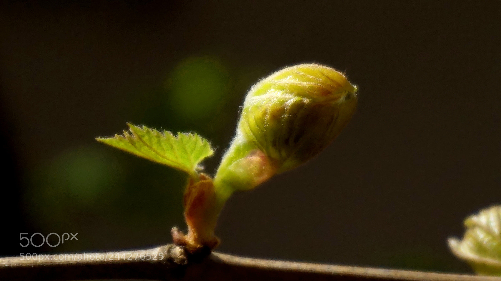 Sony Alpha a5000 (ILCE 5000) sample photo. Macro photography