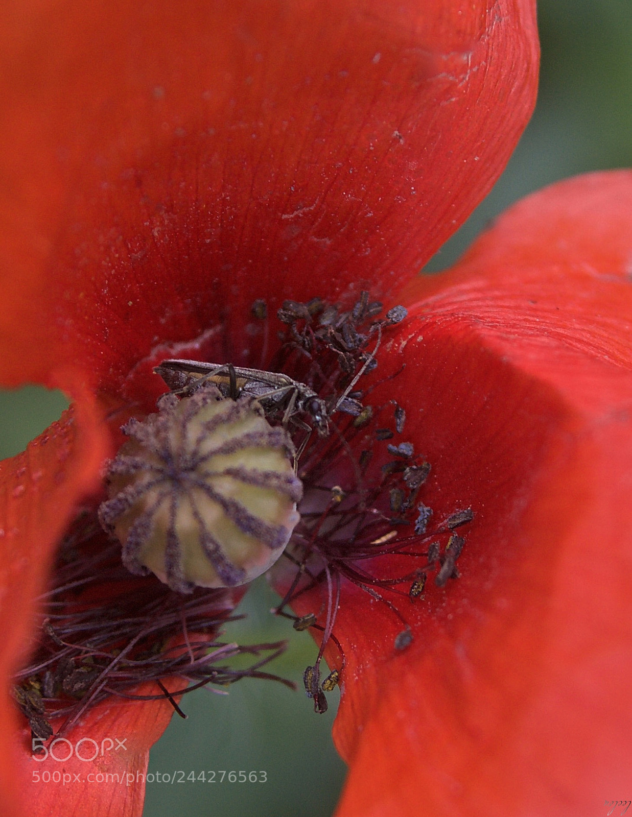 Nikon D3100 sample photo. Alone...* photography