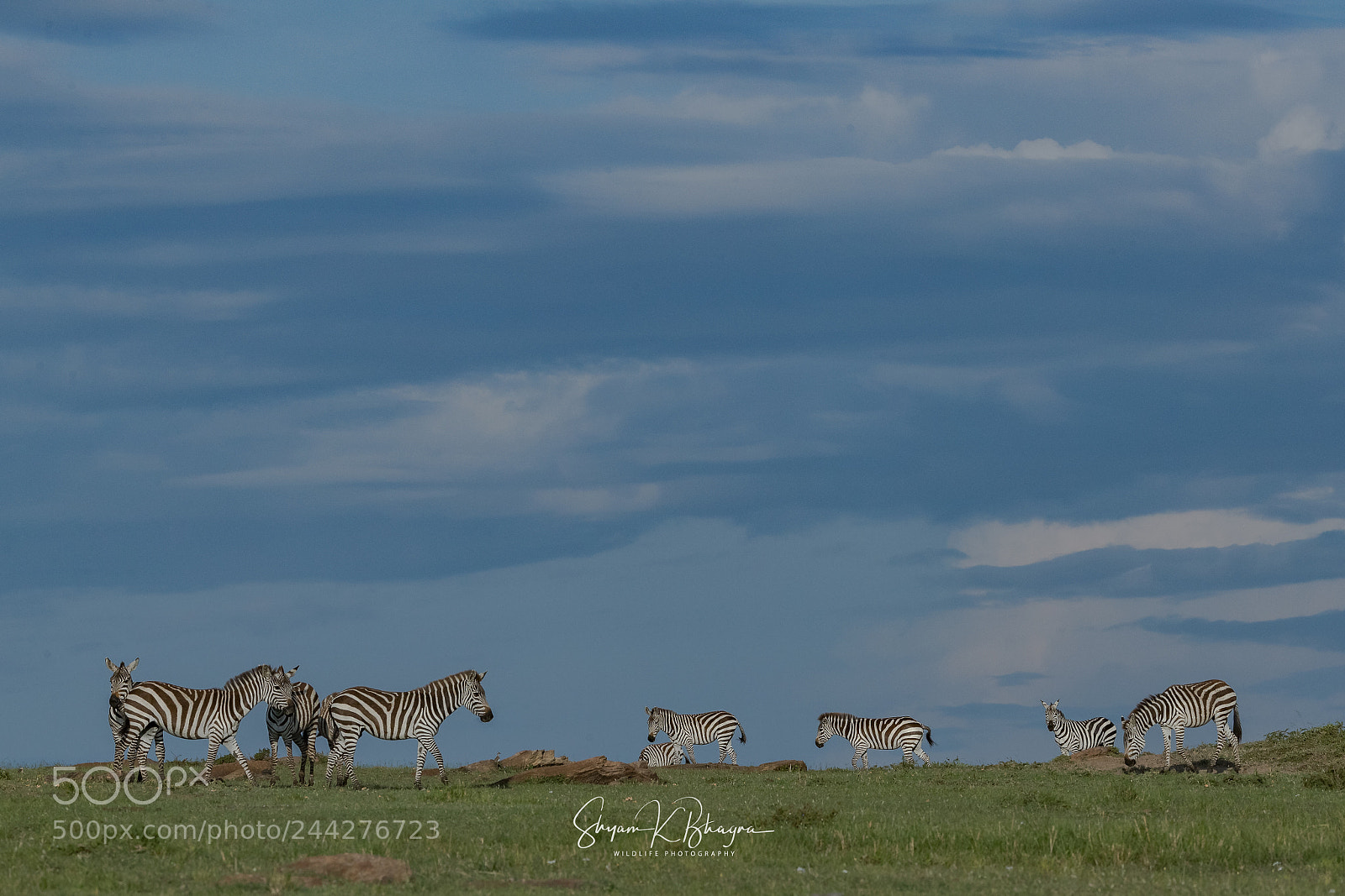 Canon EOS-1D X Mark II sample photo. Zebras grazing photography